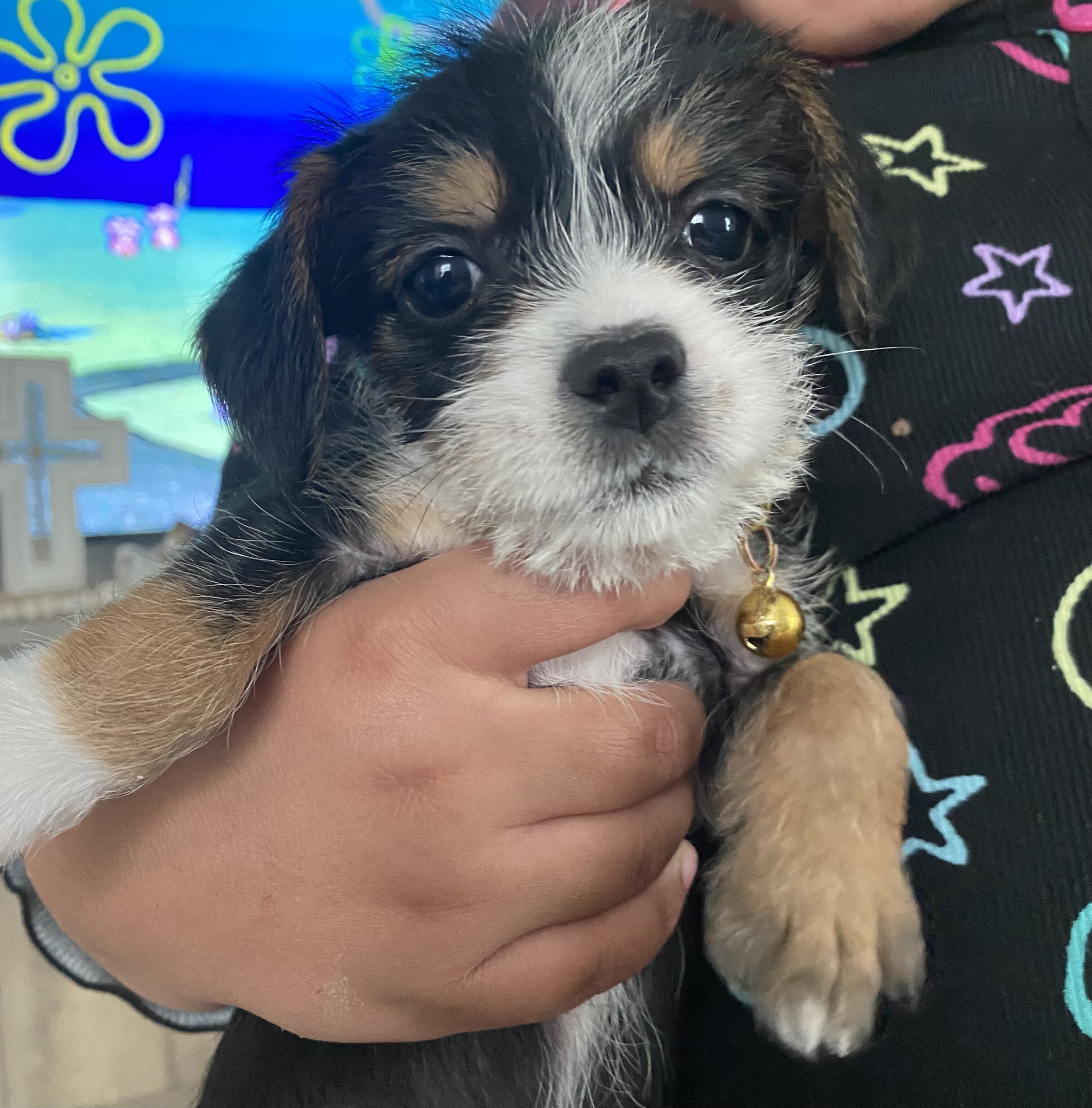 Puppies image 9