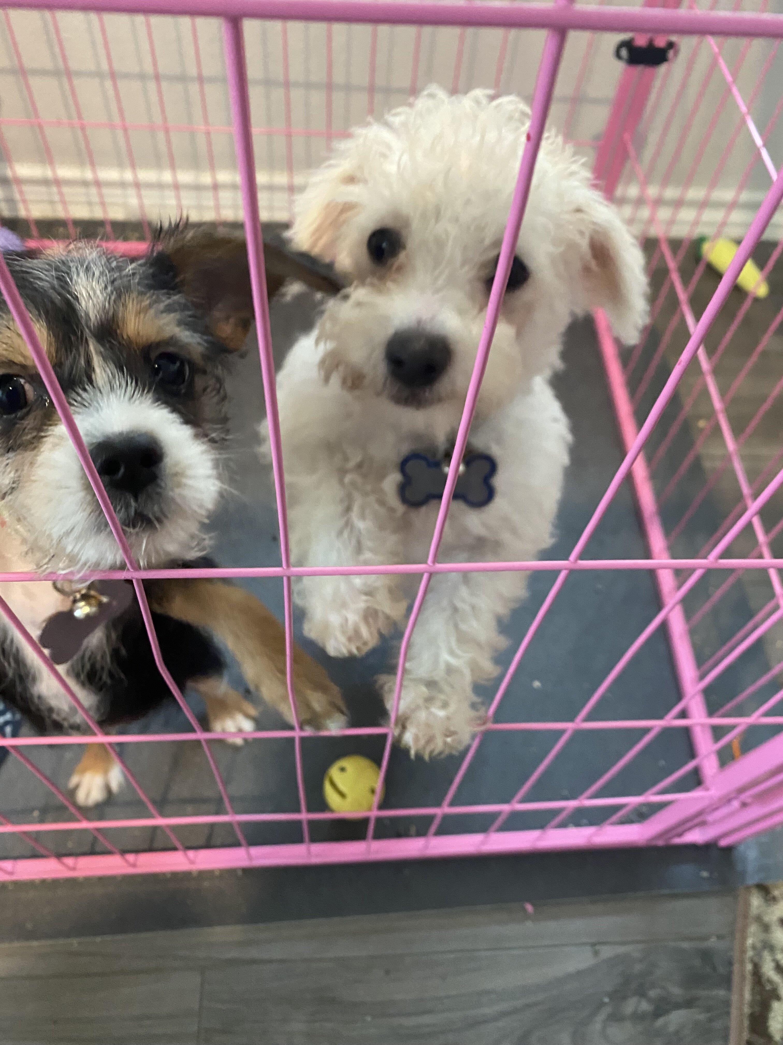 Puppies image 4