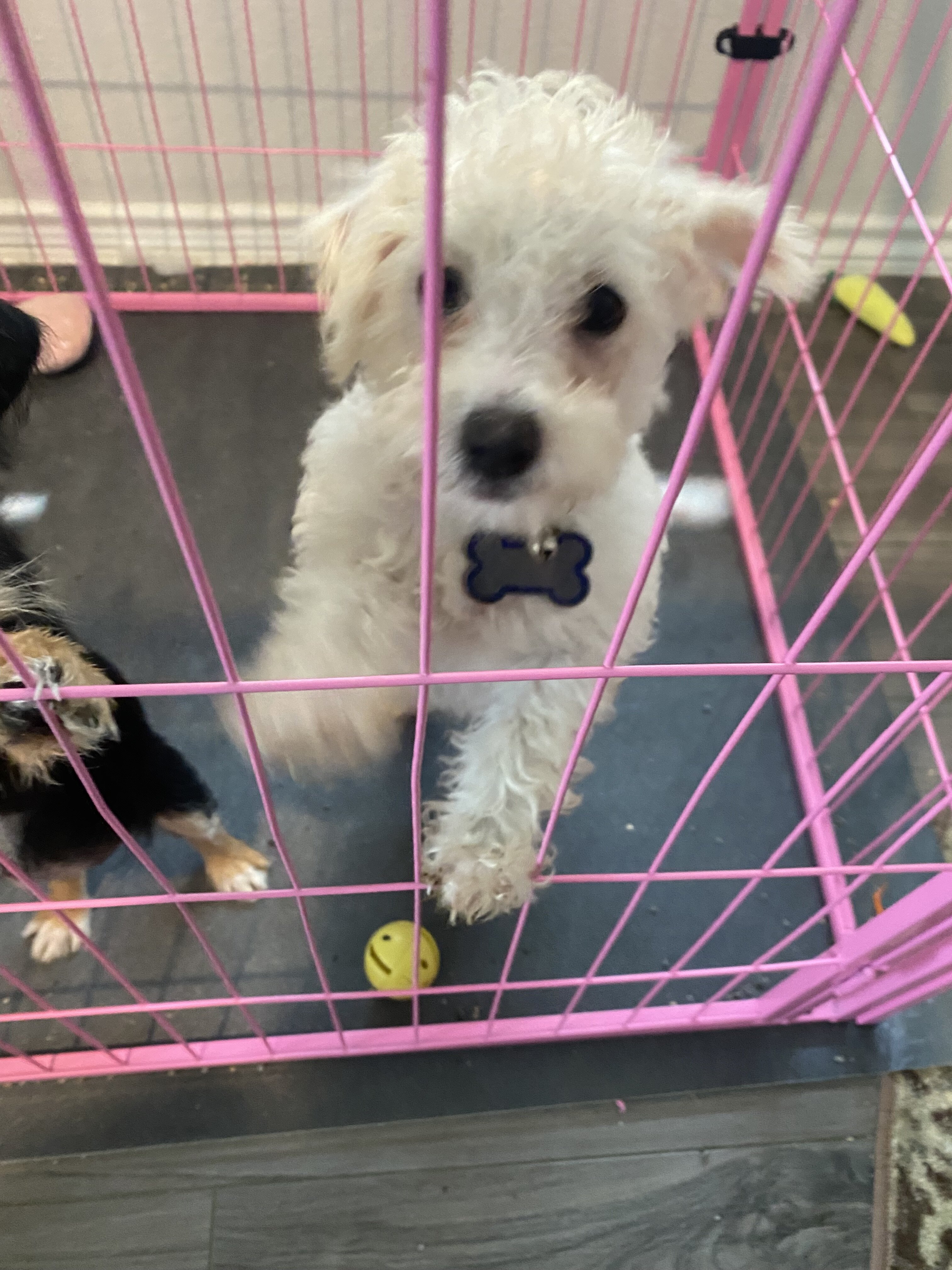 Puppies image 3
