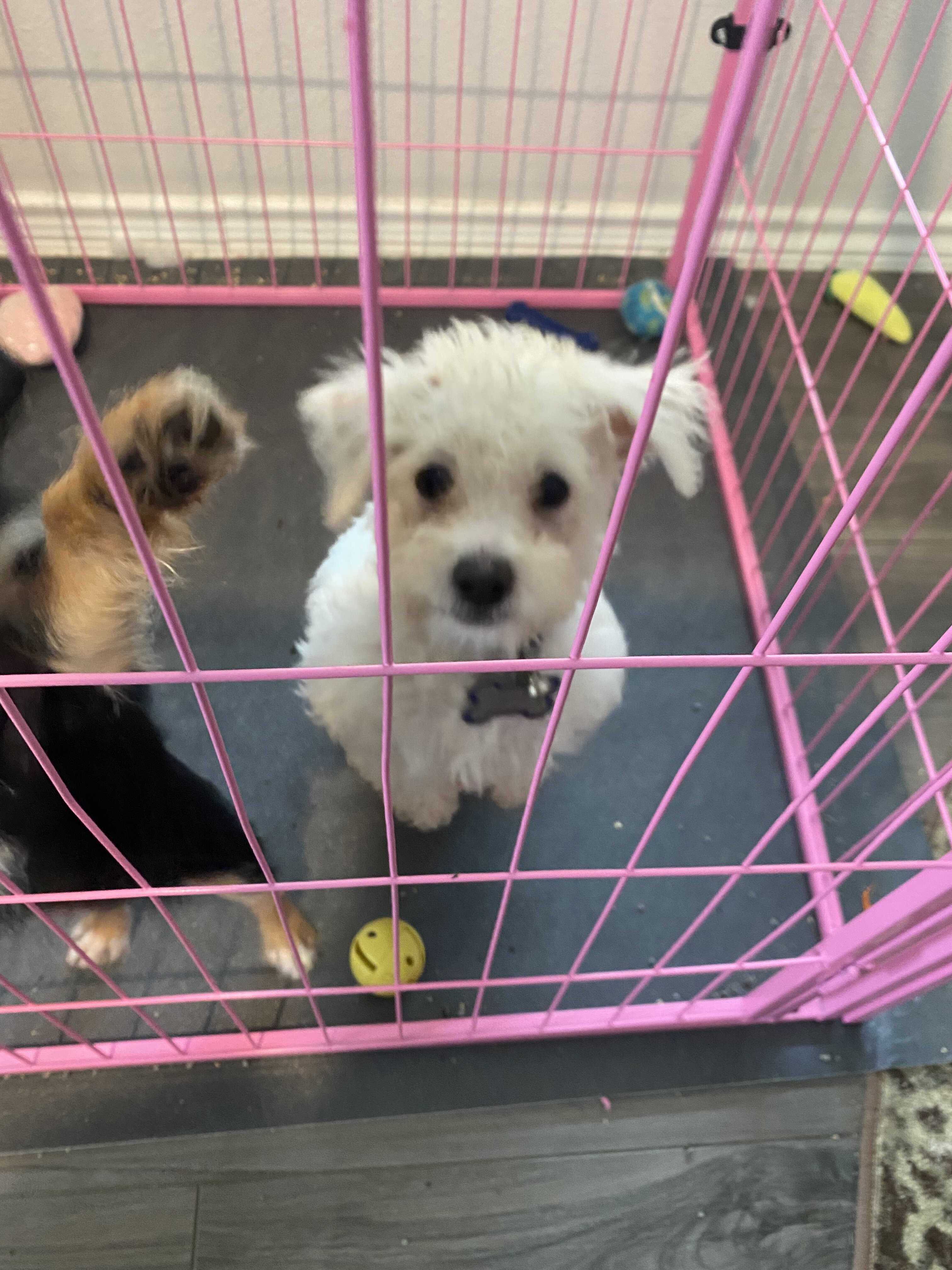 Puppies image 5