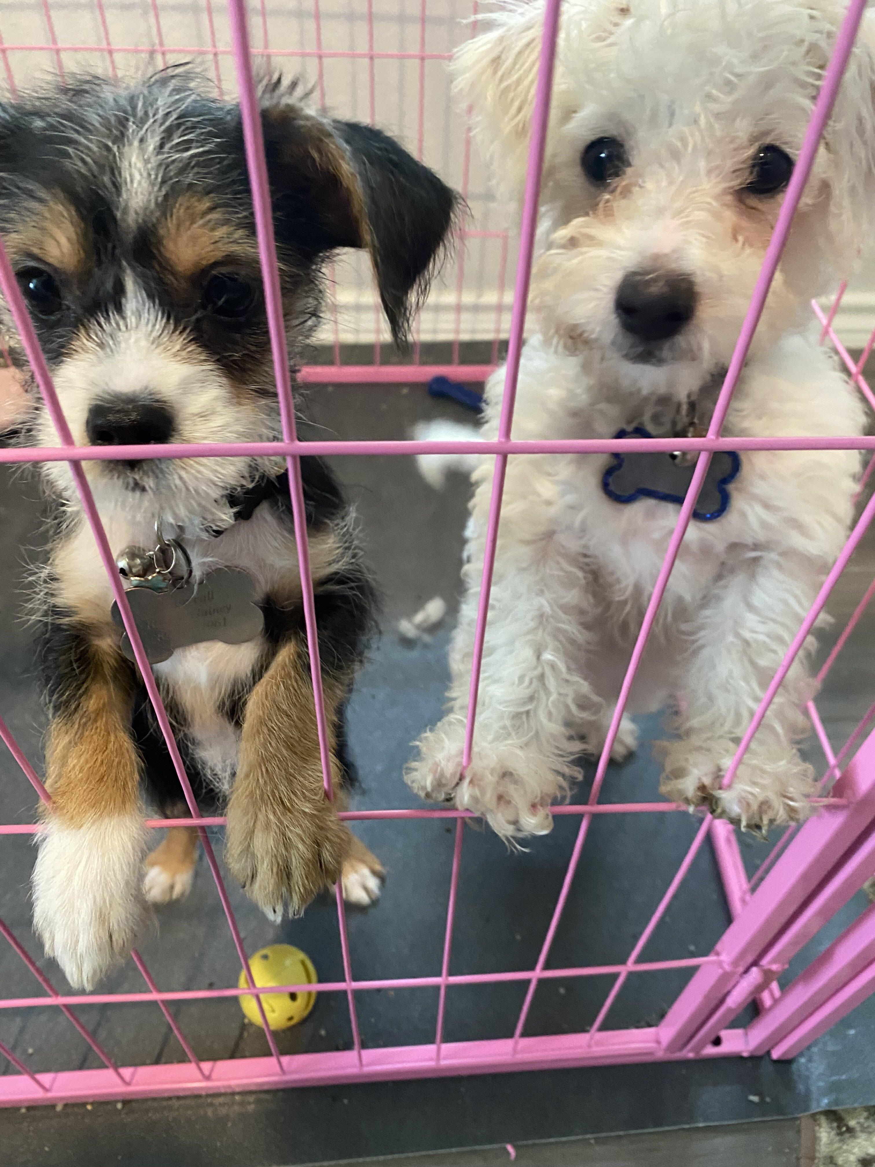 Puppies image 1