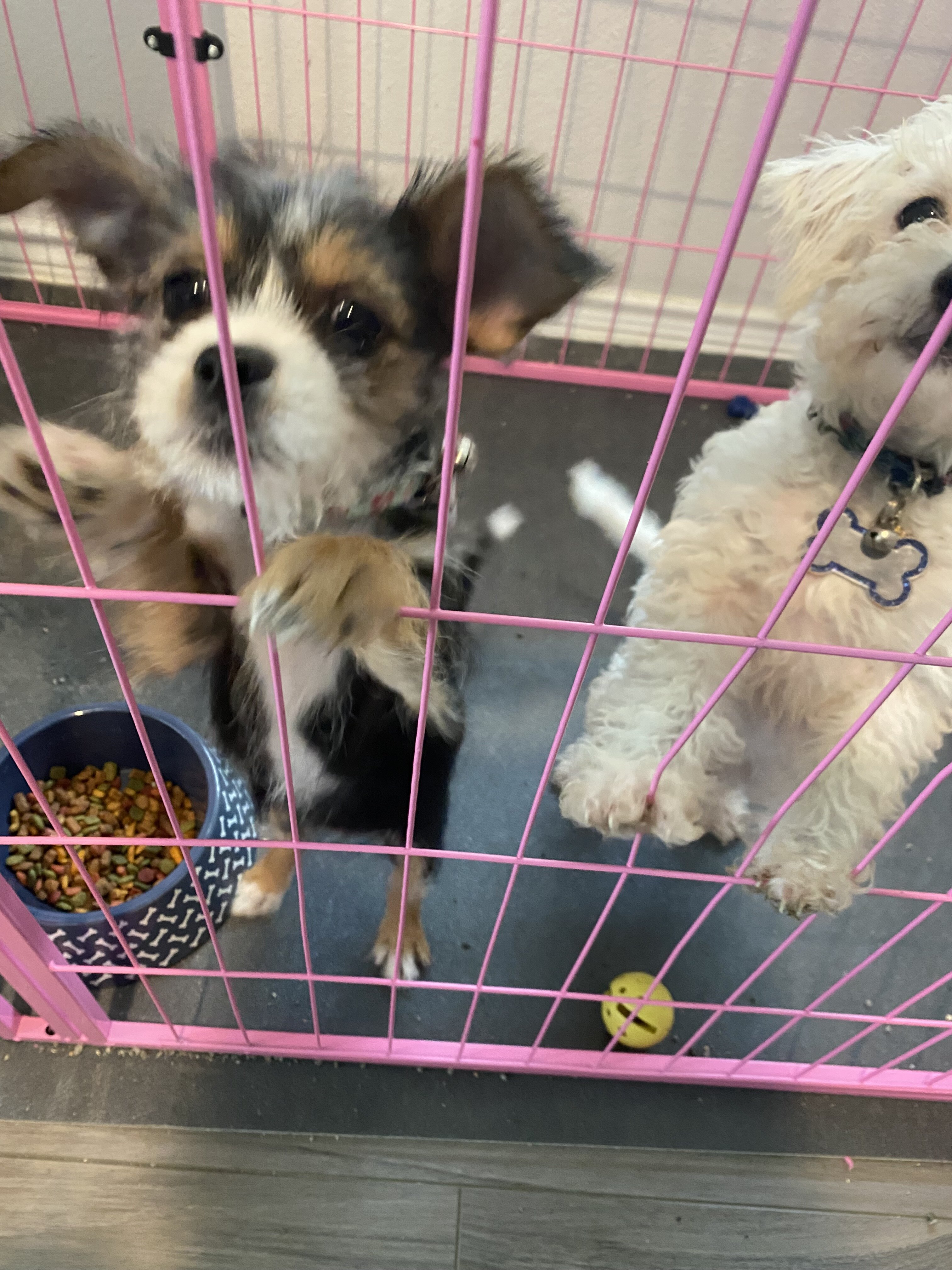 Puppies image 2