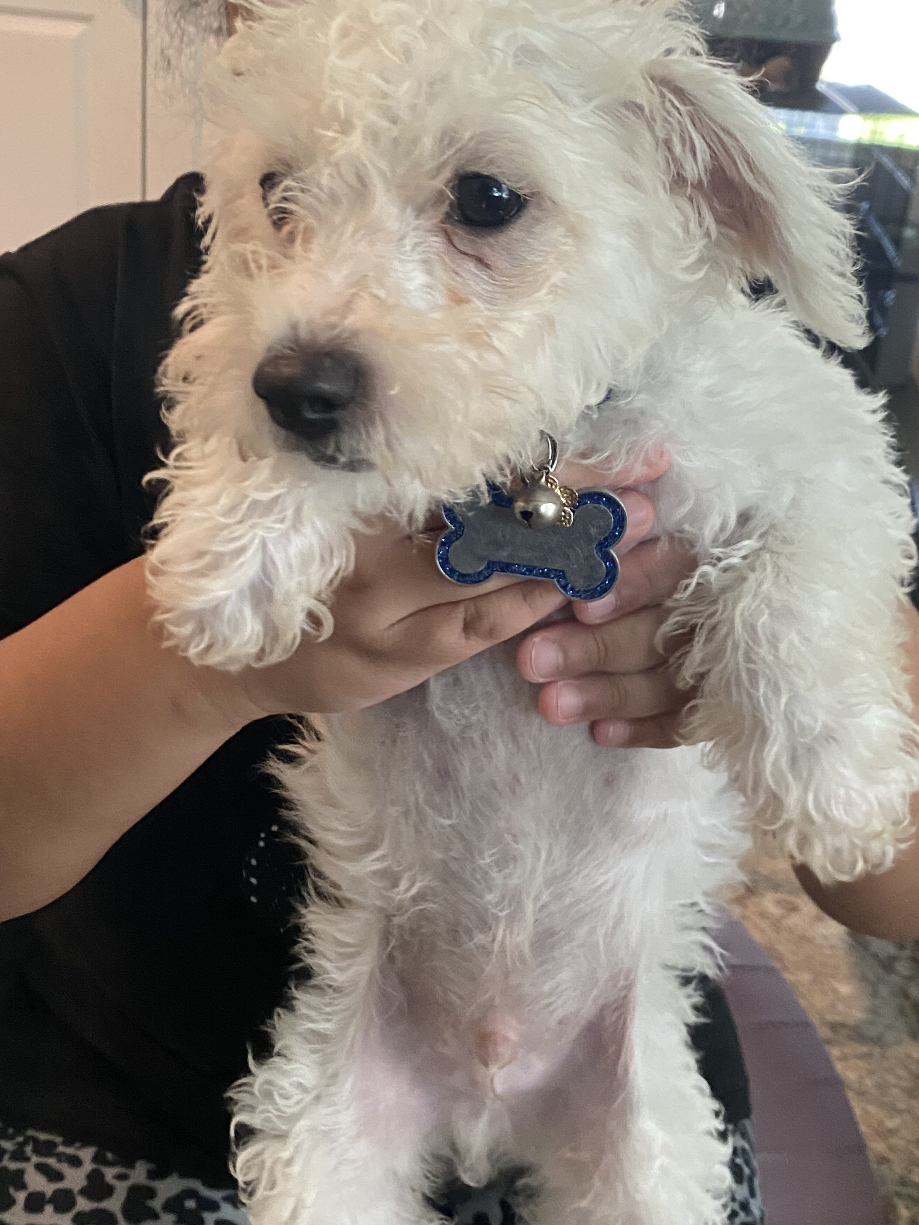 Puppies image 6