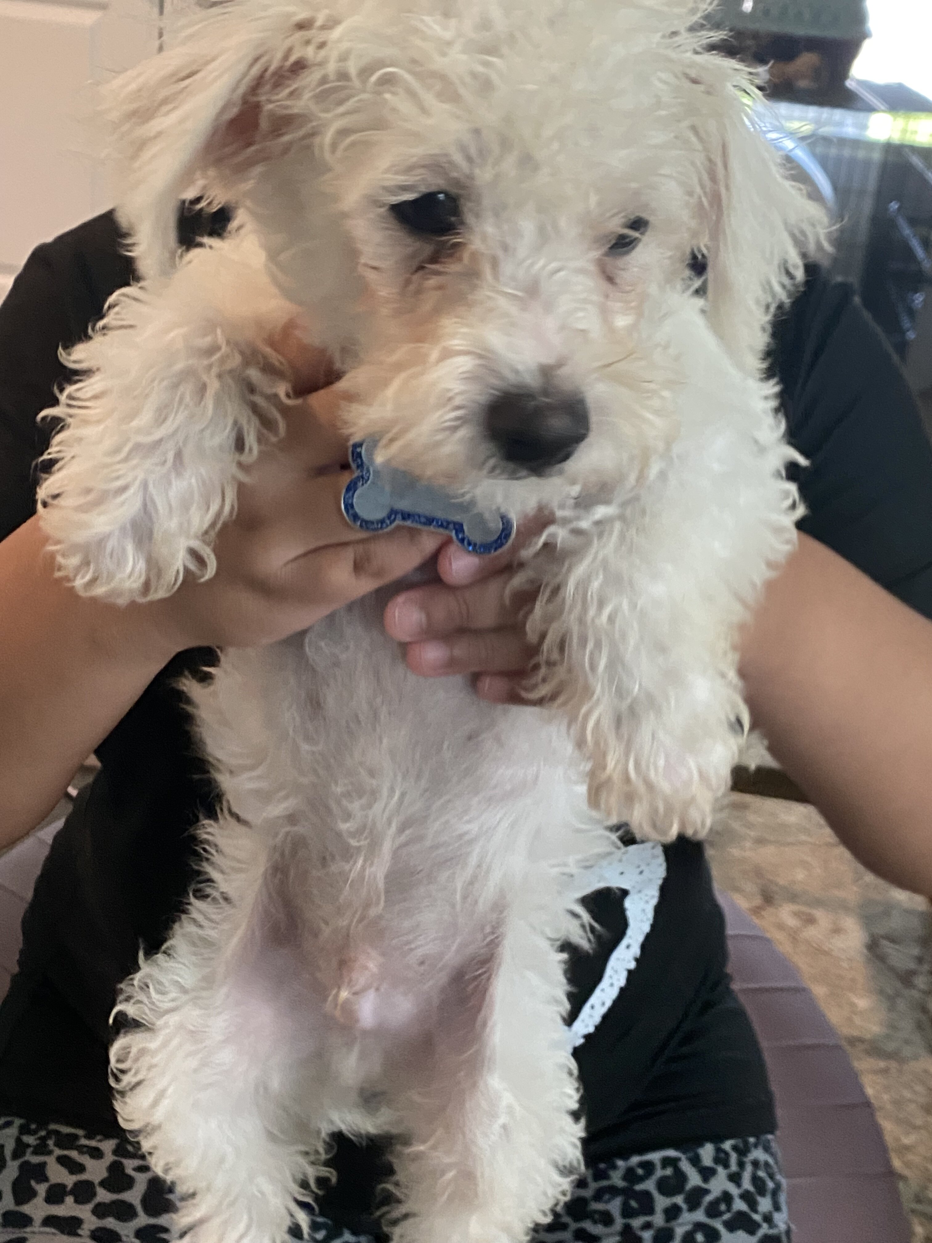 Puppies image 8