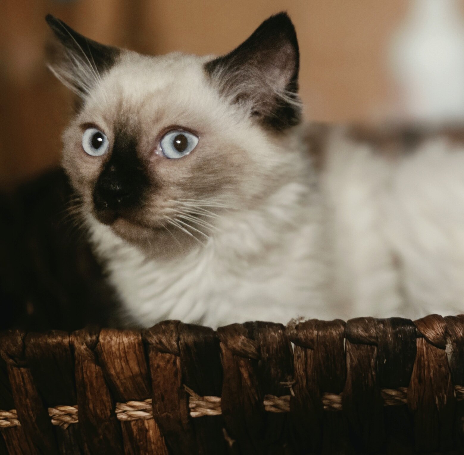 Balinese Kittens! 🩷 image 3