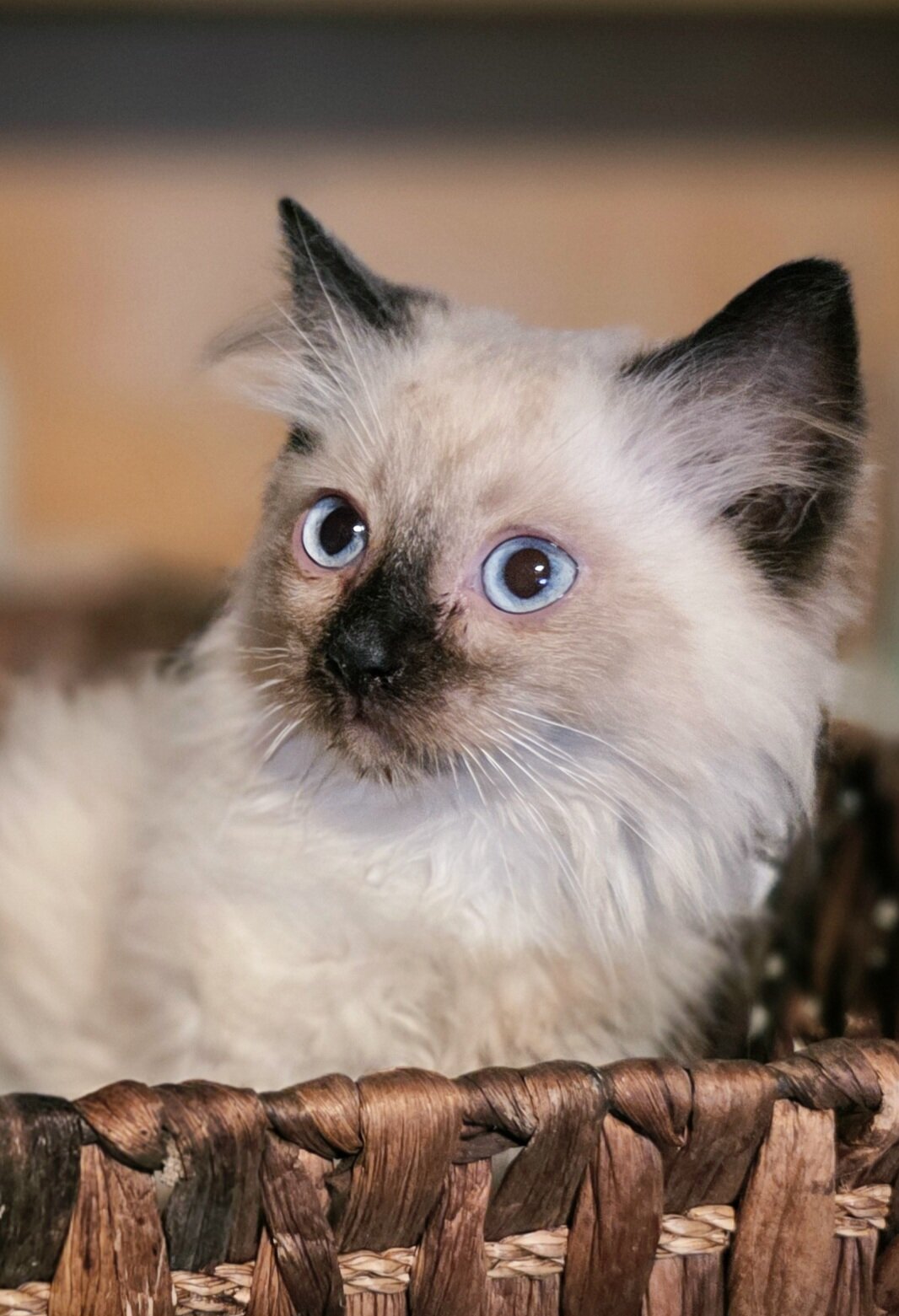 Balinese Kittens! 🩷 image 4