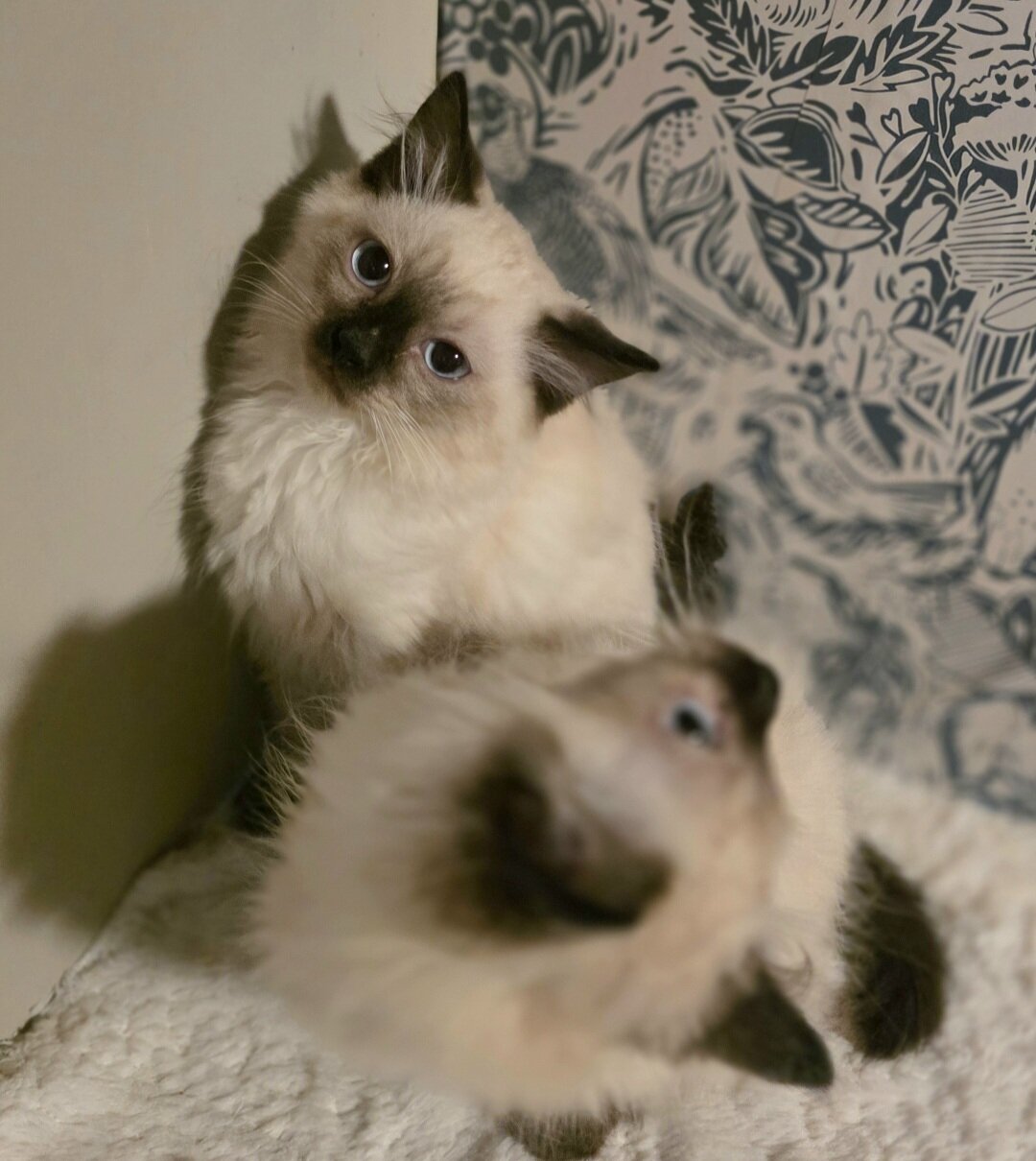 Balinese Kittens! 🩷 image 1