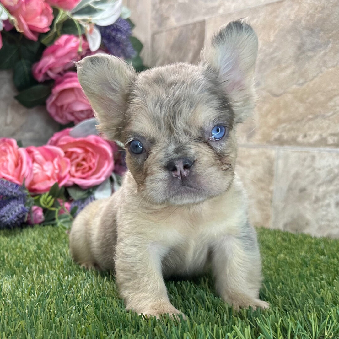 Clara Is Ready for Her Forever Home 🐾💕 image 4