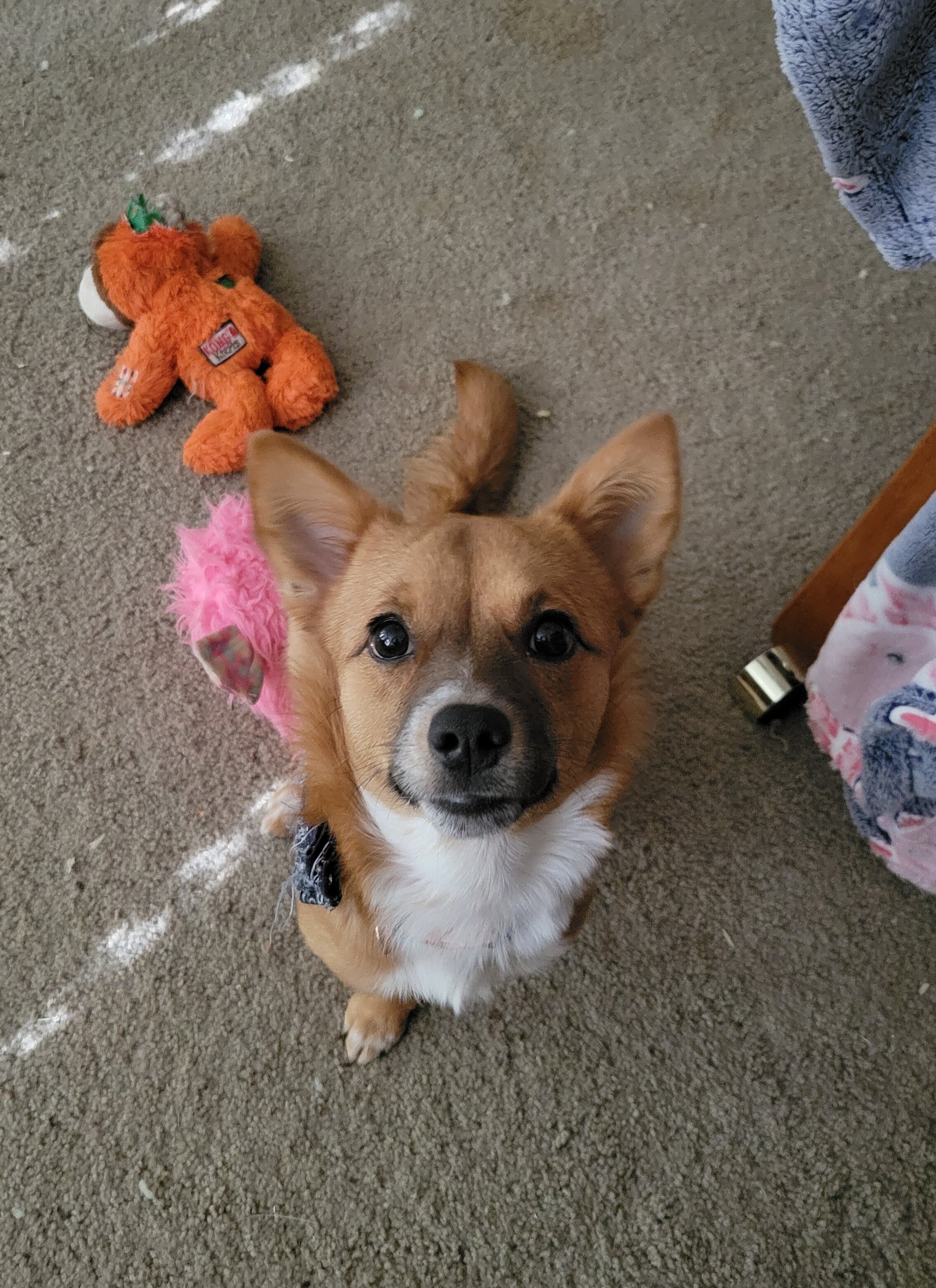 Small mixed breed girl image 3