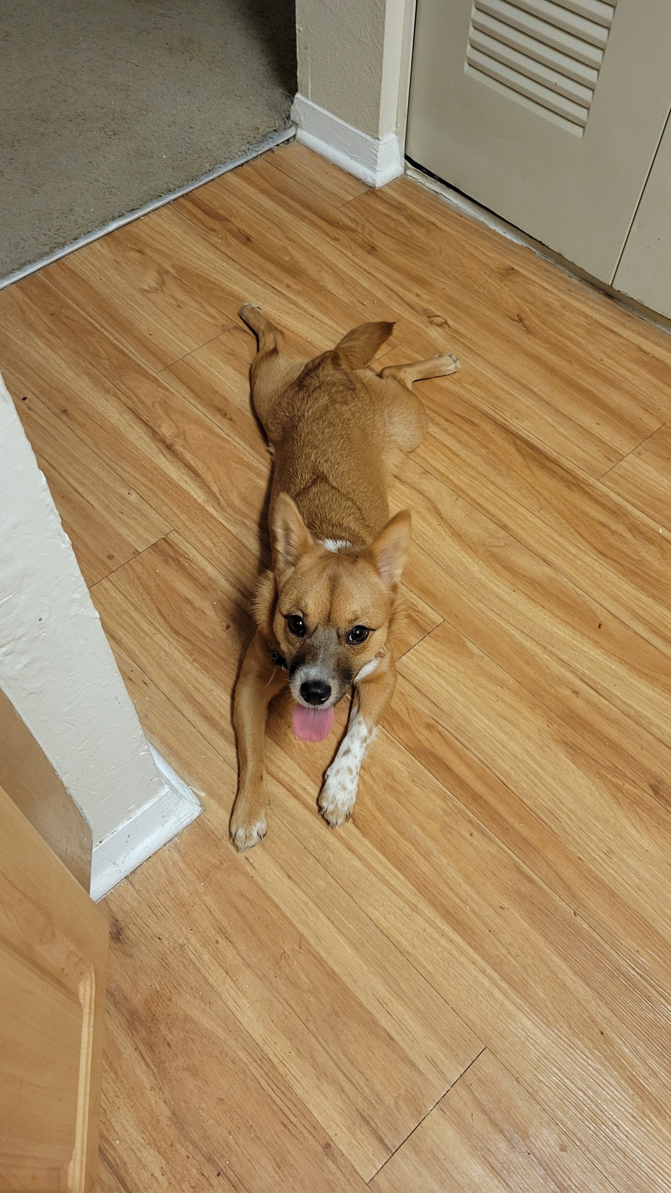 Small mixed breed girl image 2