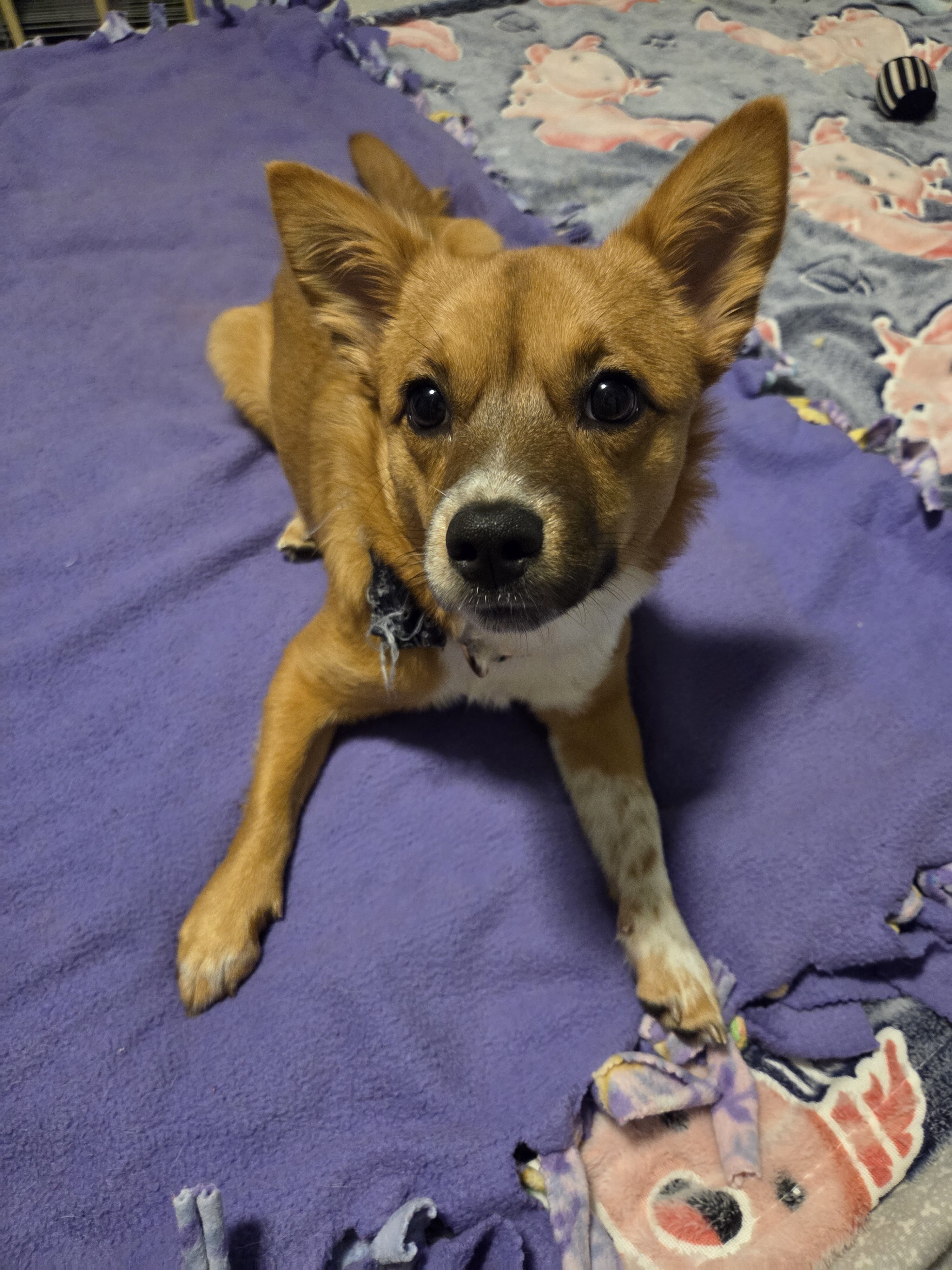 Small mixed breed girl image 1