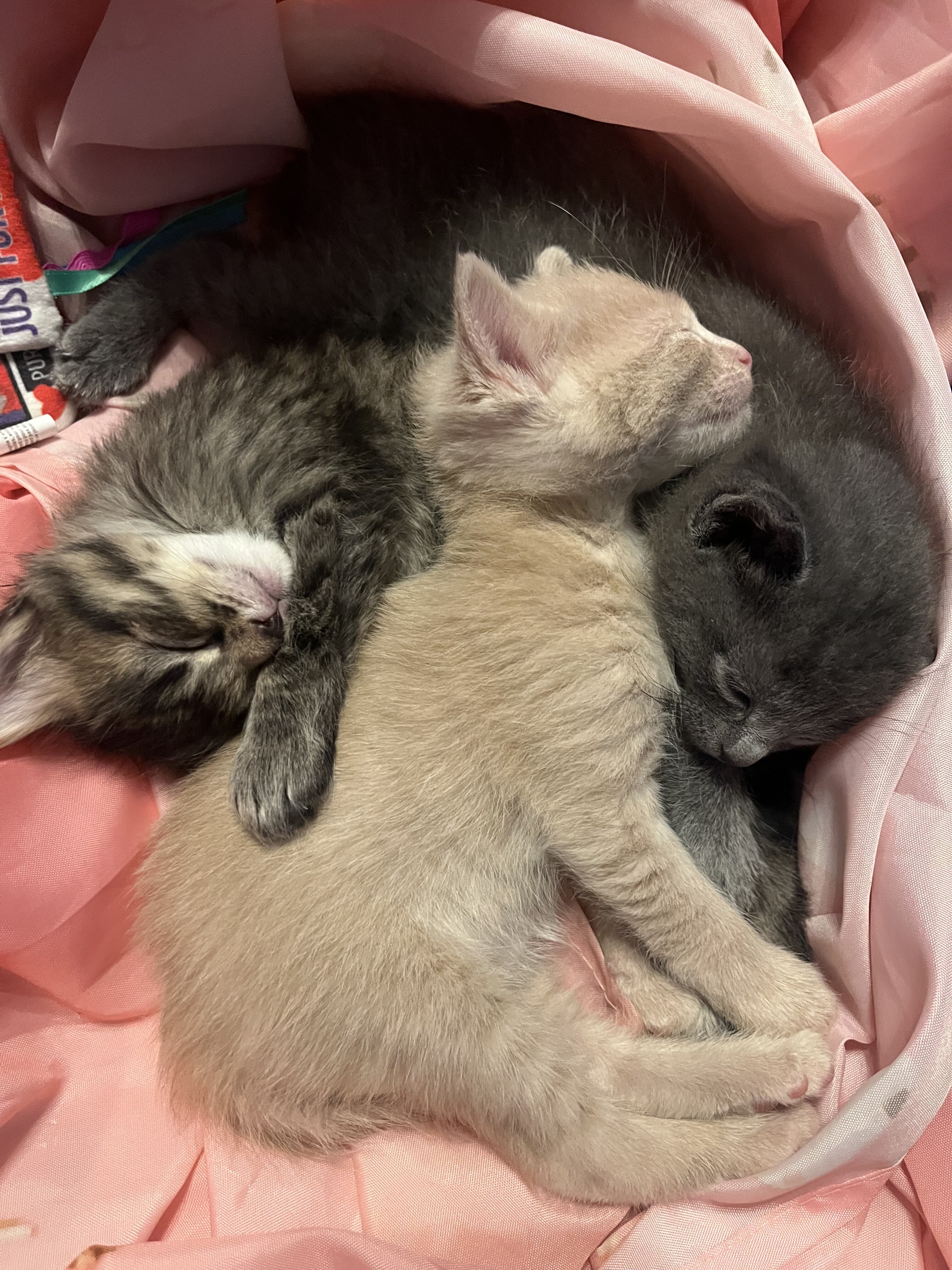 Kittens image 4