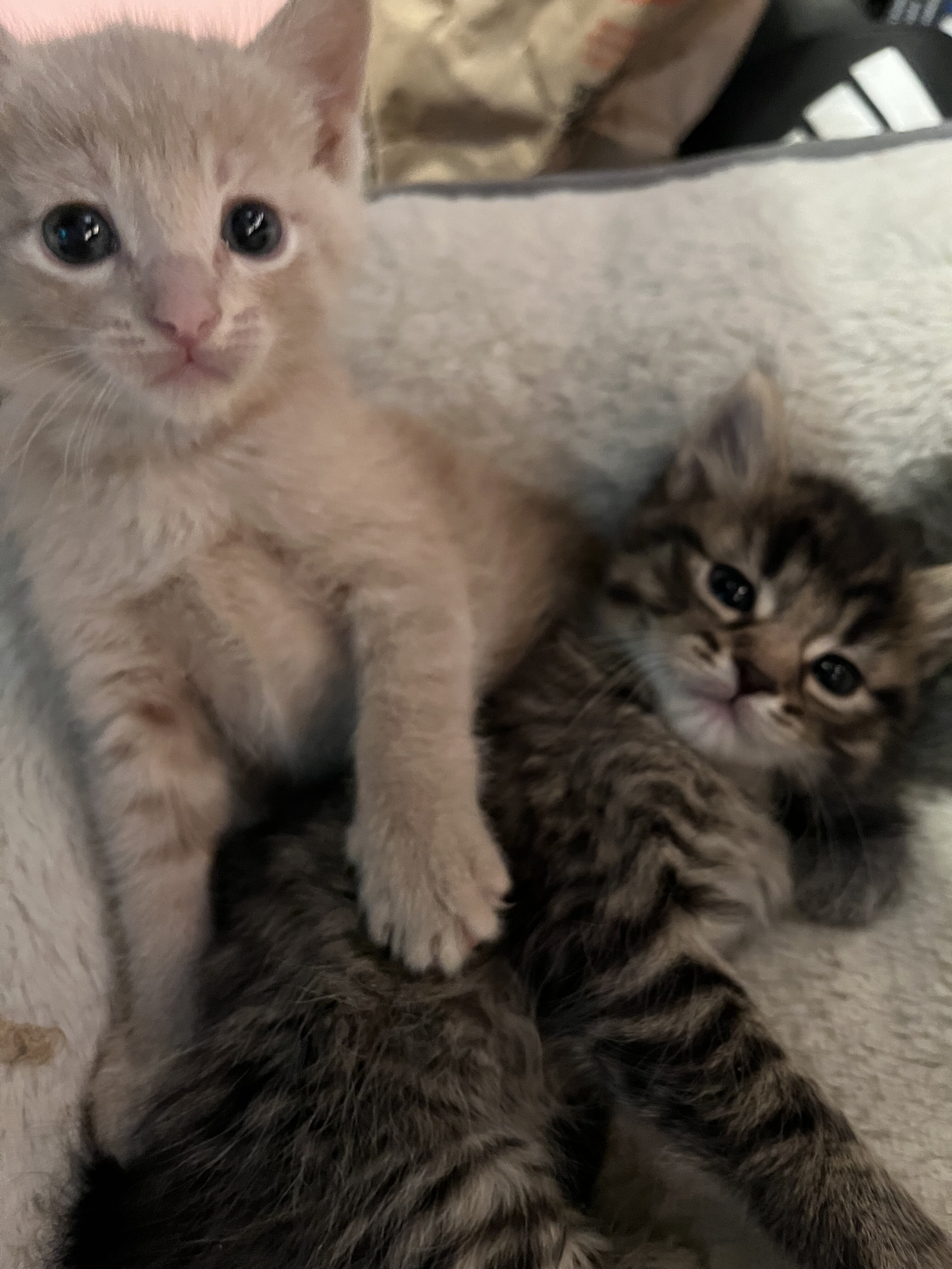 Kittens image 2