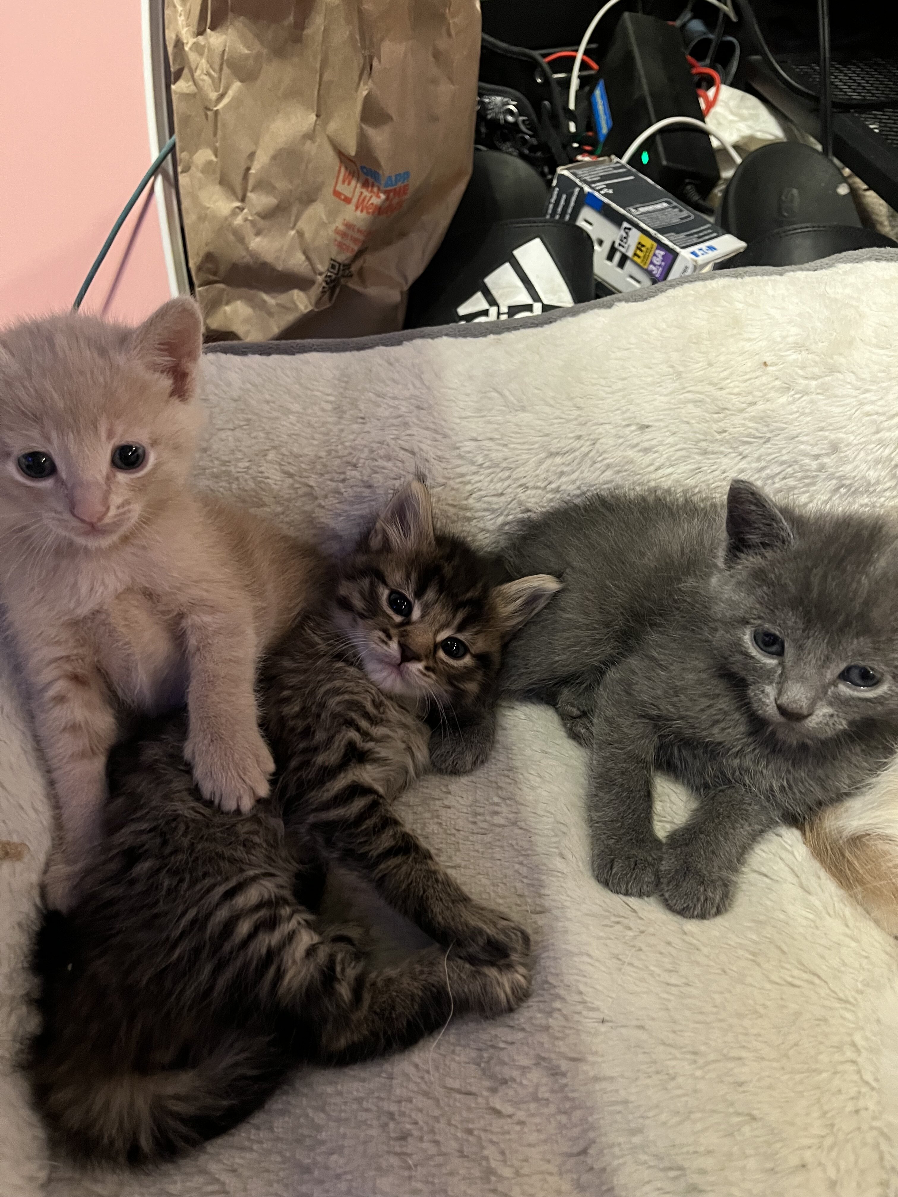 Kittens image 3