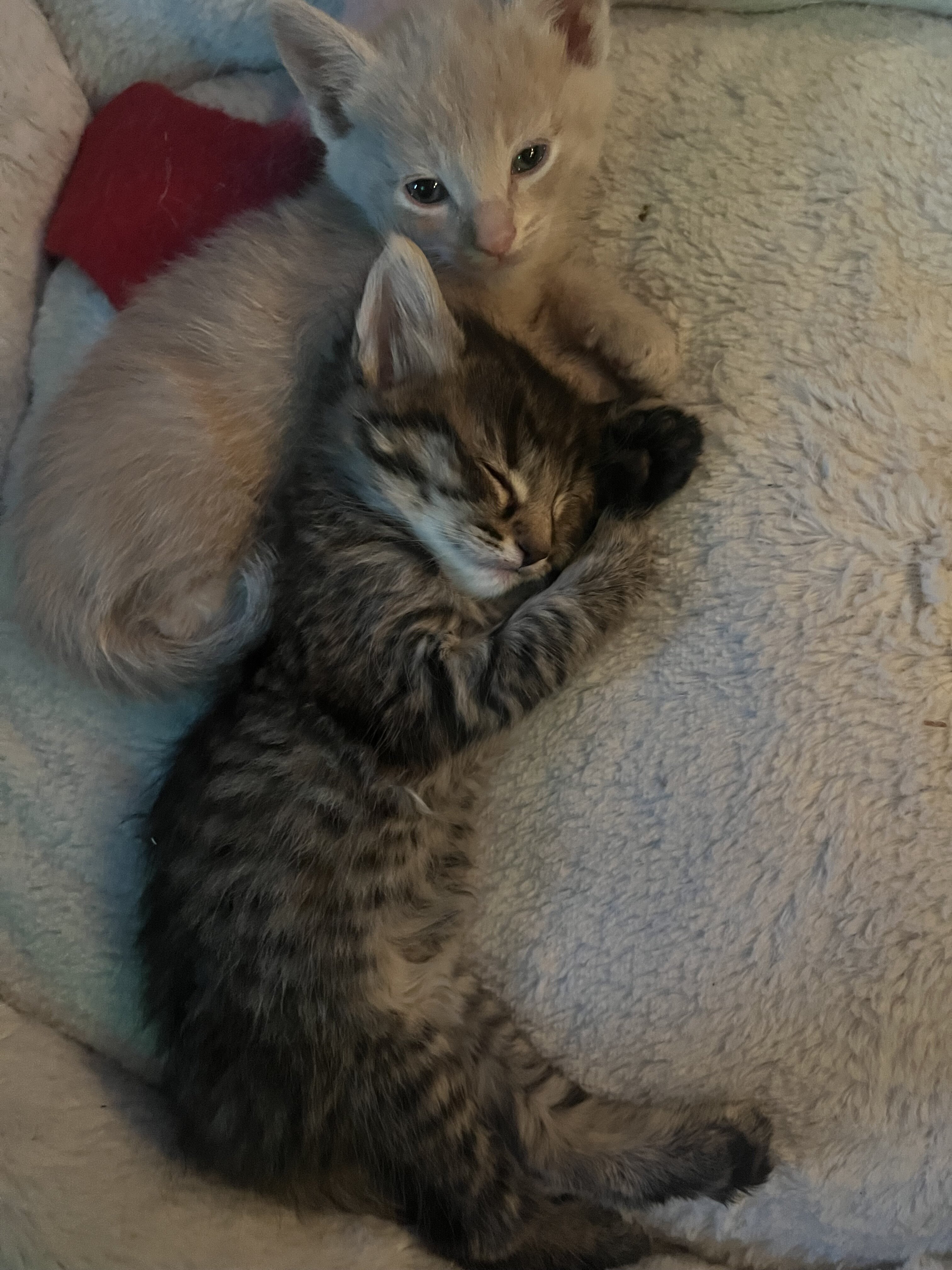 Kittens image 1
