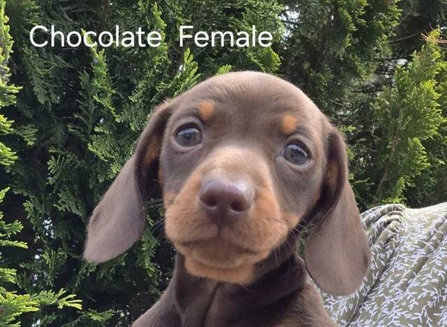 1 BOY & 1 GIRL CHOCOLATE & TAN AVAILABLE image 9