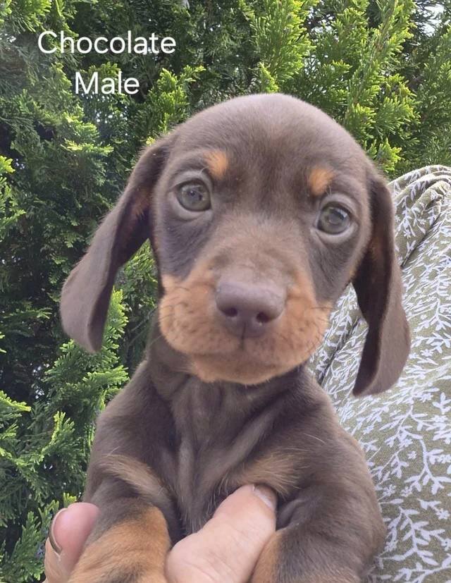 1 BOY & 1 GIRL CHOCOLATE & TAN AVAILABLE image 6