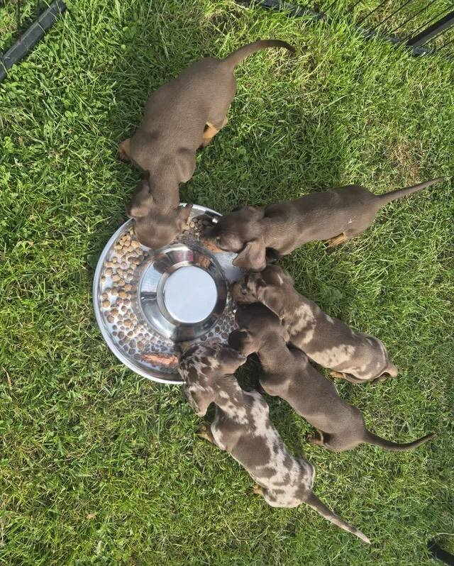1 BOY & 1 GIRL CHOCOLATE & TAN AVAILABLE image 3