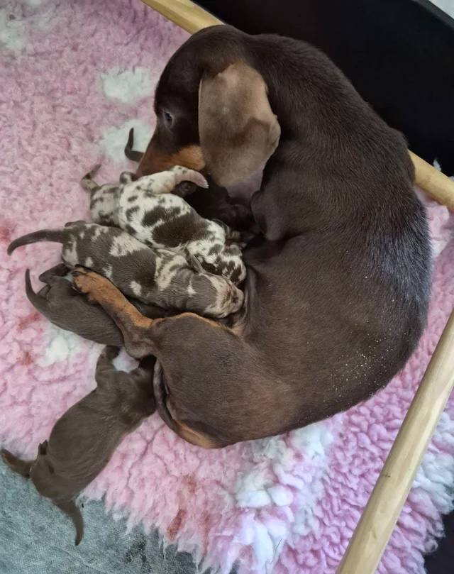 1 BOY & 1 GIRL CHOCOLATE & TAN AVAILABLE image 2