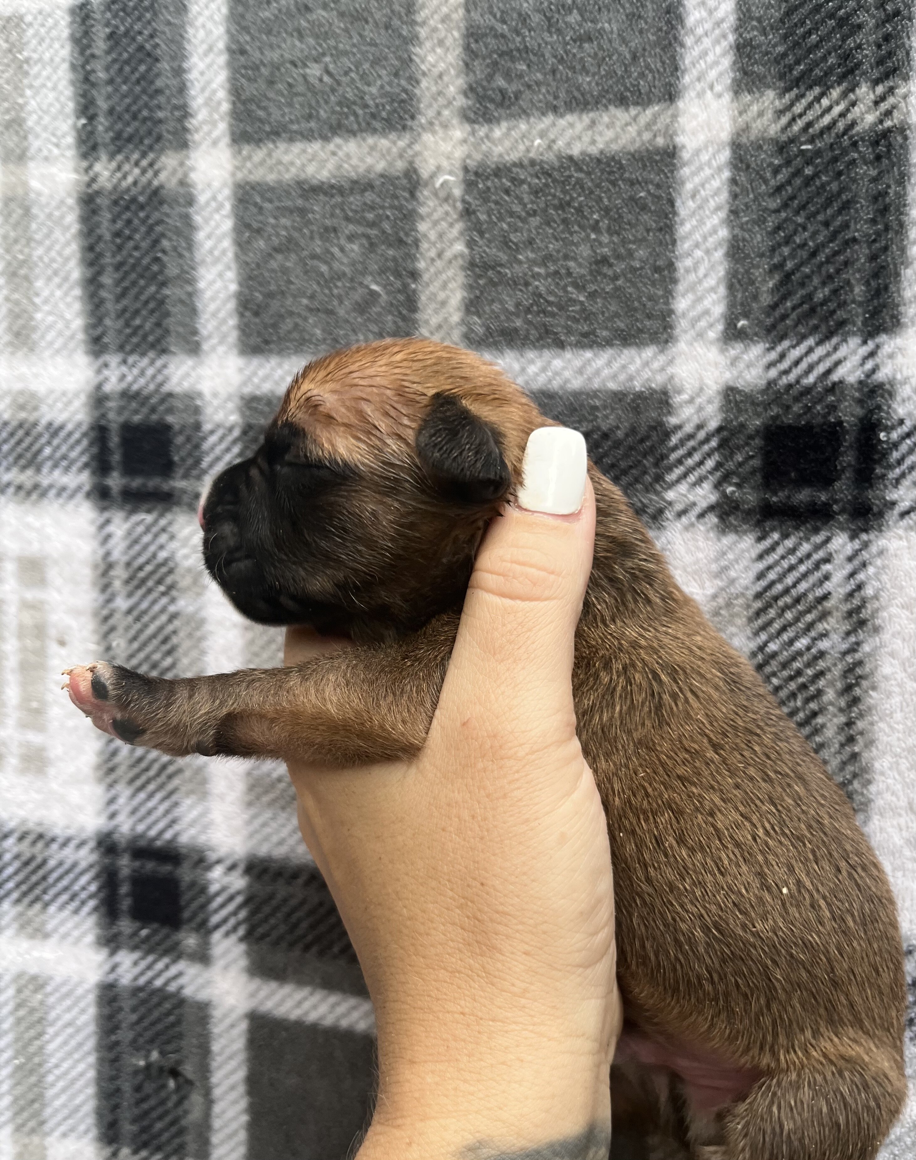 Cutie image 1