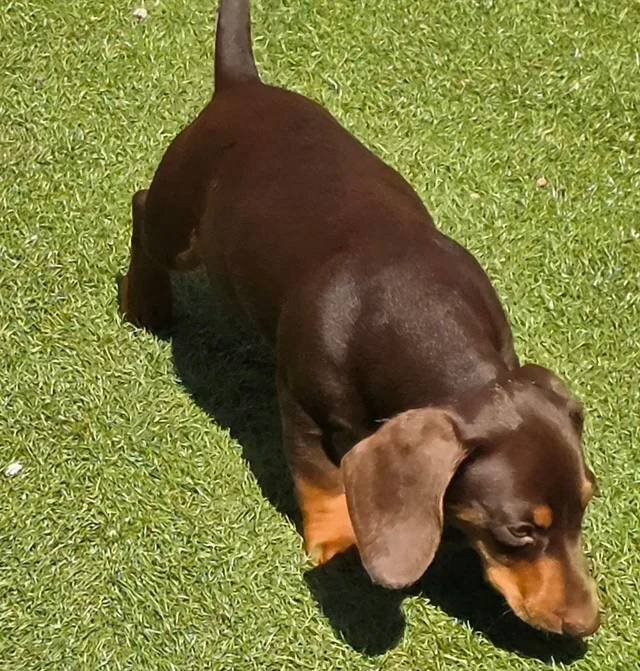 STUNNING MINIATURE DACHSHUND image 5