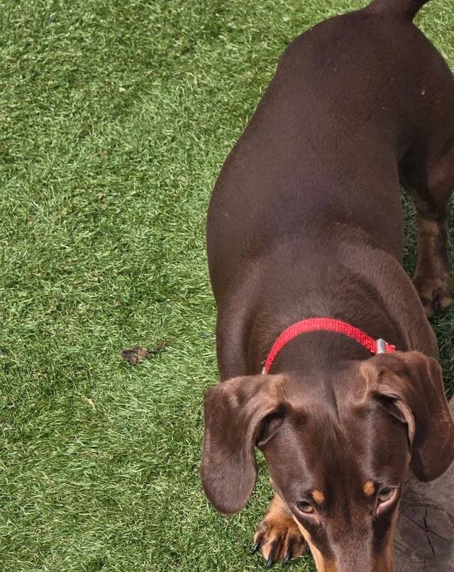 STUNNING MINIATURE DACHSHUND image 4