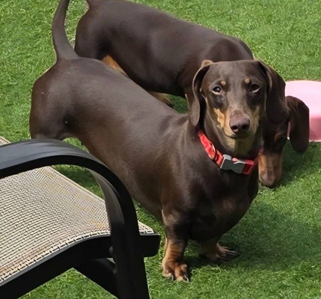 STUNNING MINIATURE DACHSHUND image 2