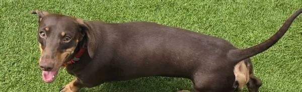STUNNING MINIATURE DACHSHUND image 3