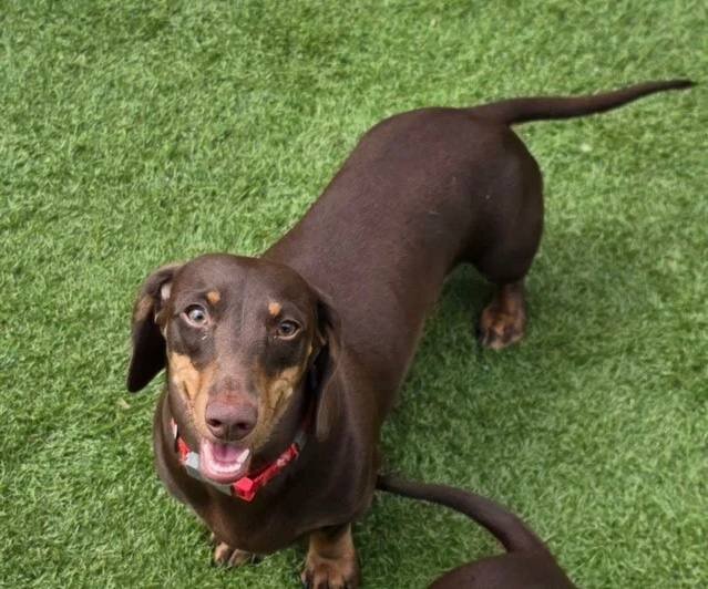 STUNNING MINIATURE DACHSHUND image 1