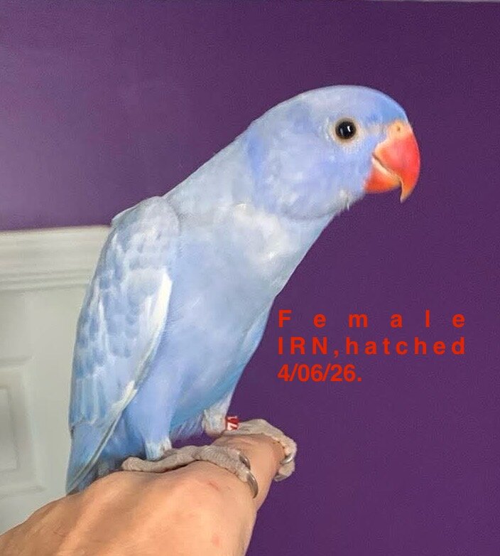 Indian ringneck image 1