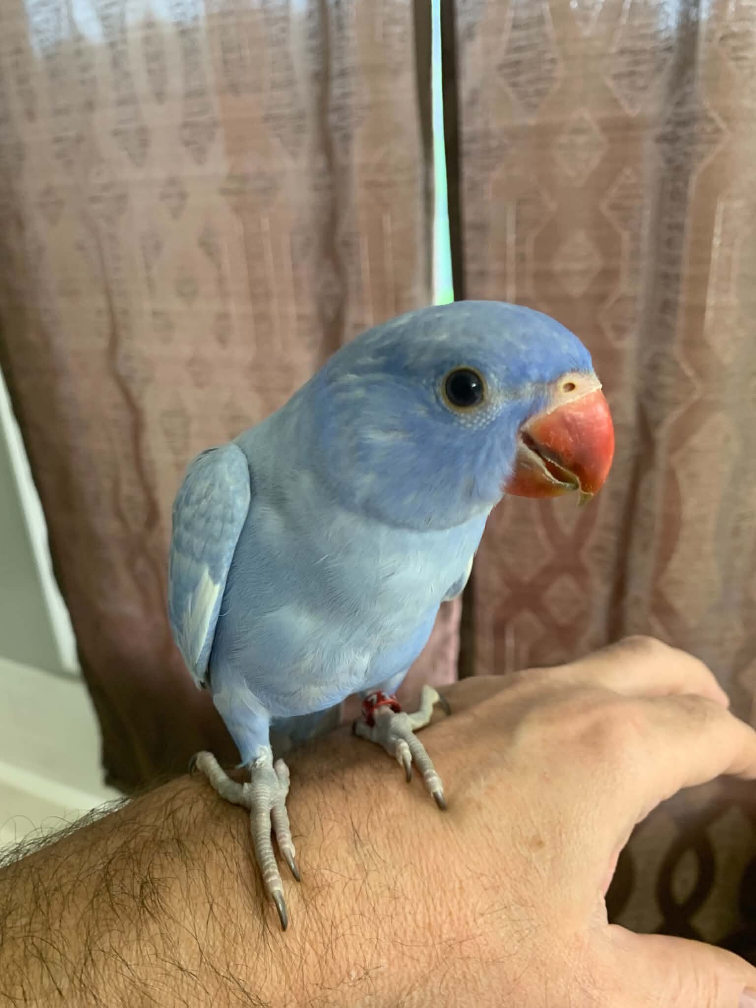 Indian ringneck image 7