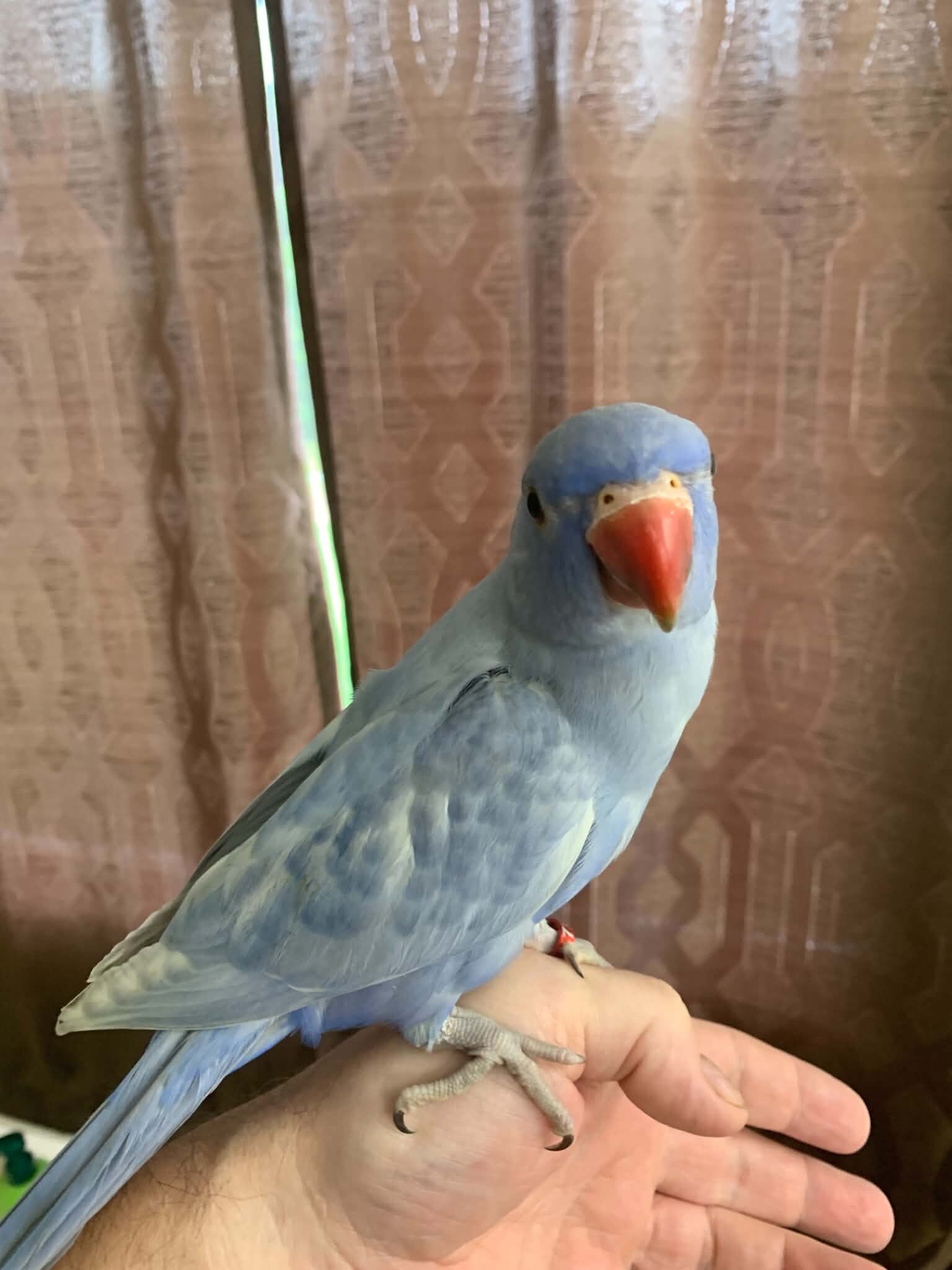 Indian ringneck image 4