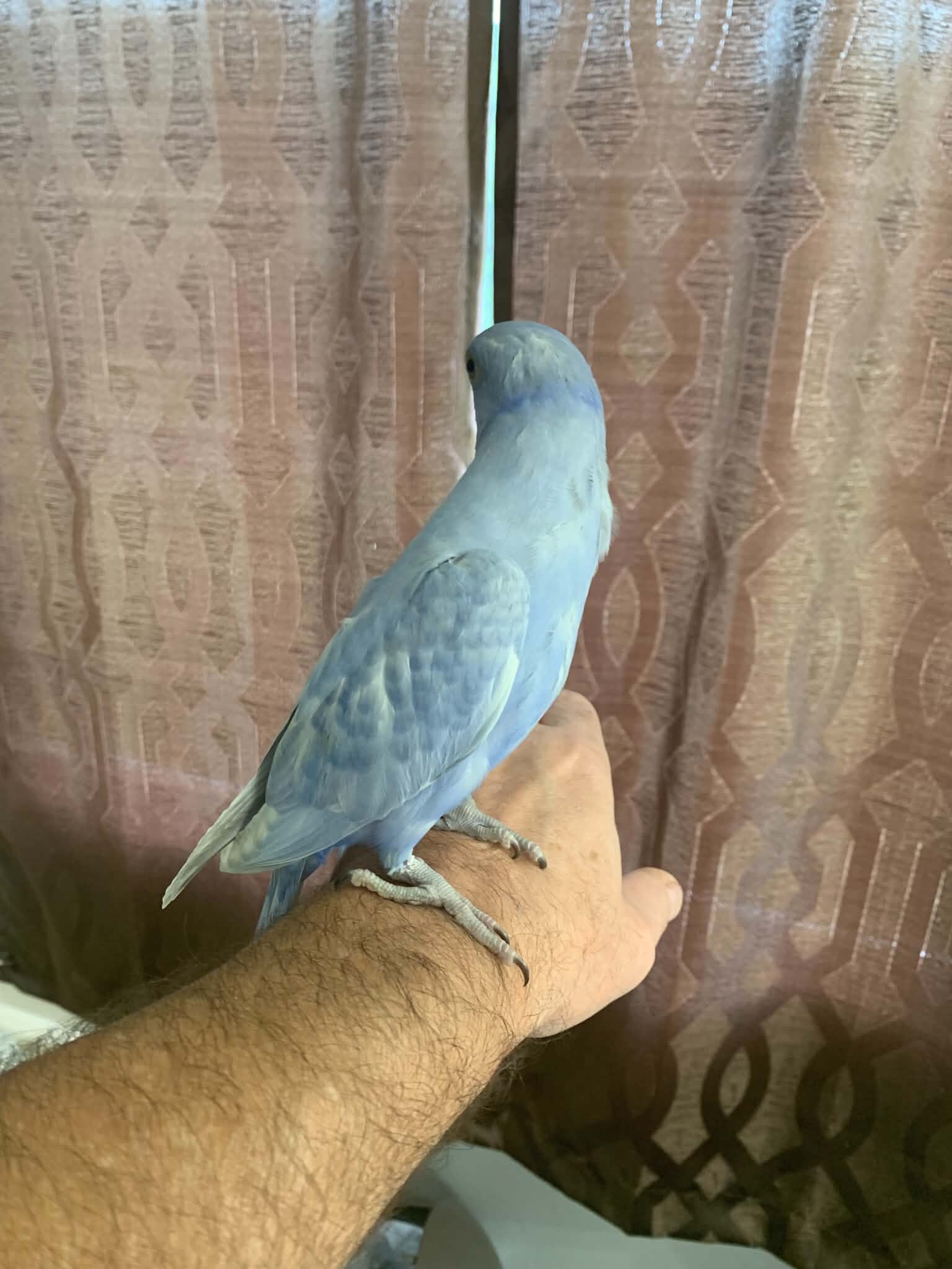 Indian ringneck image 2