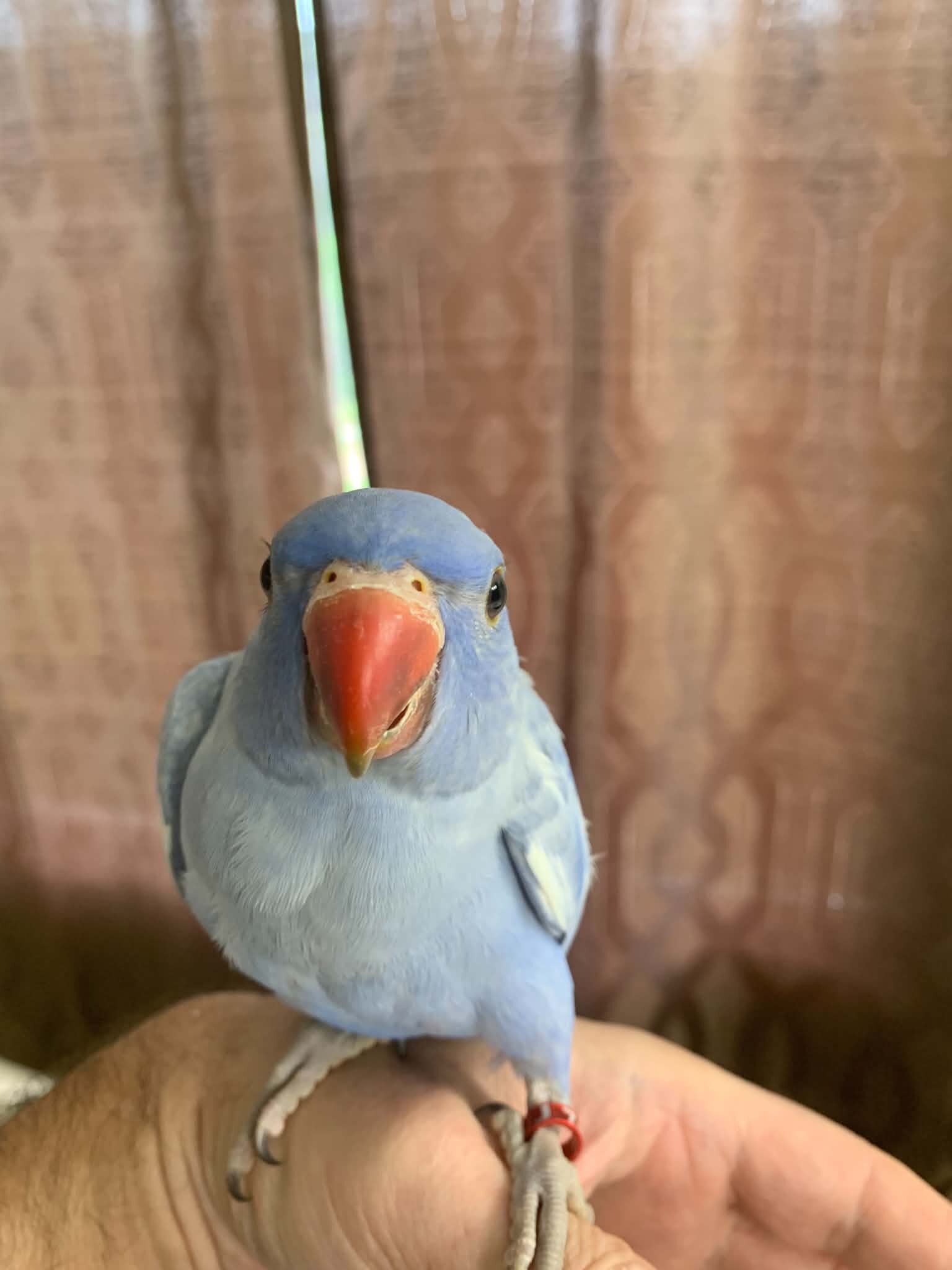 Indian ringneck image 3