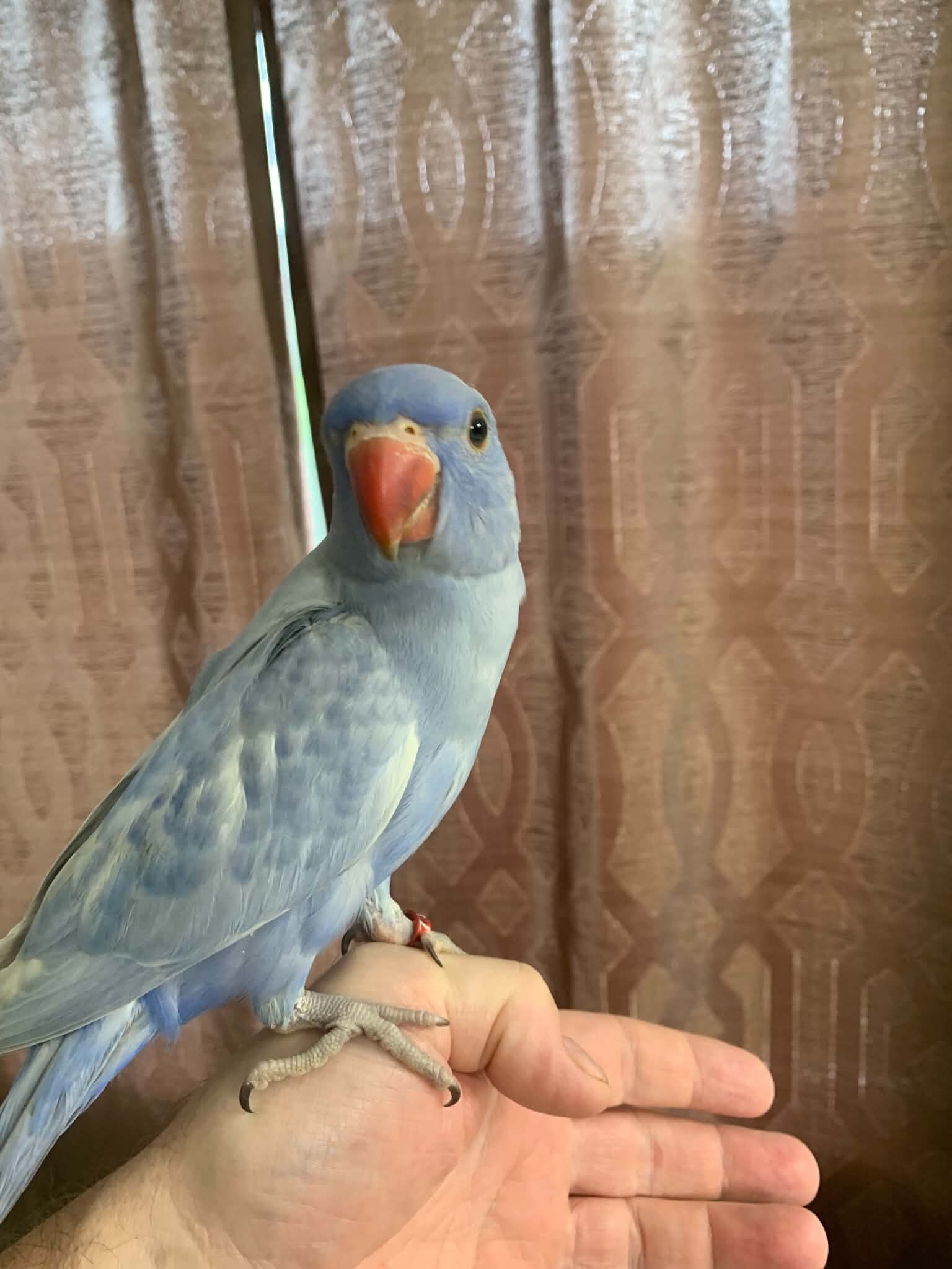 Indian ringneck image 6