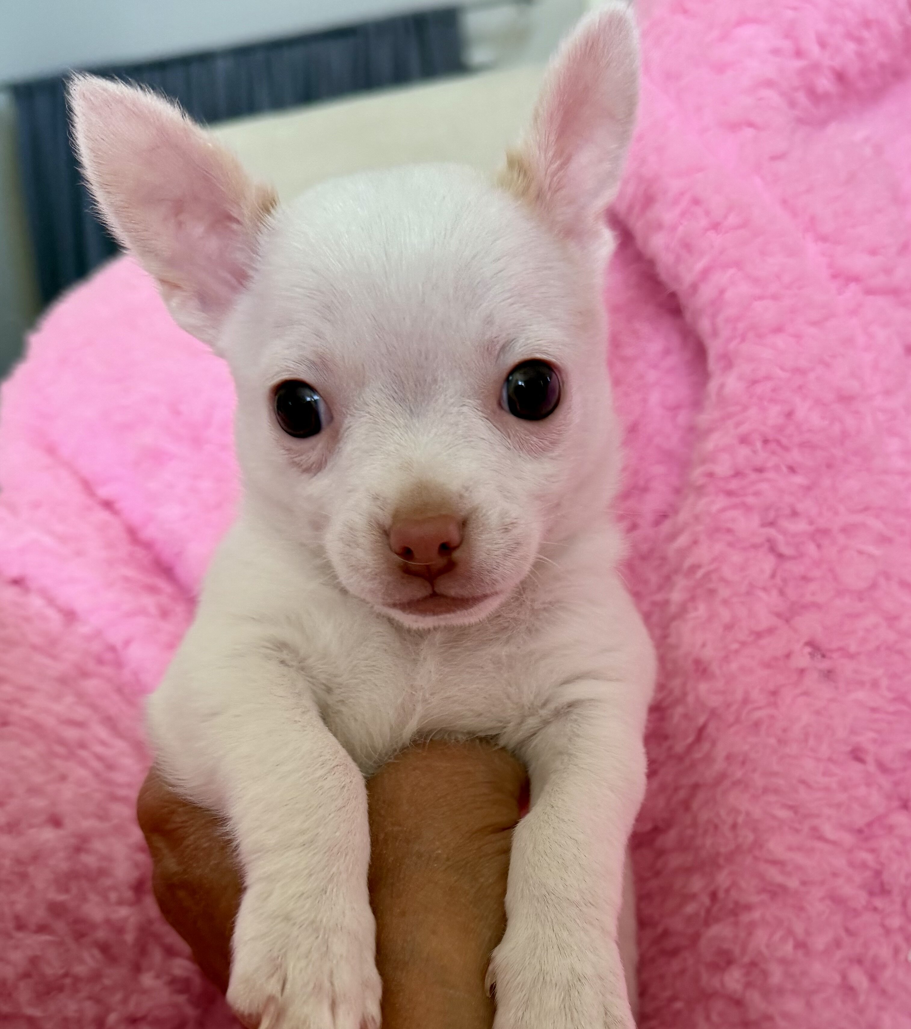 Cute Chihuahua puppy image 8