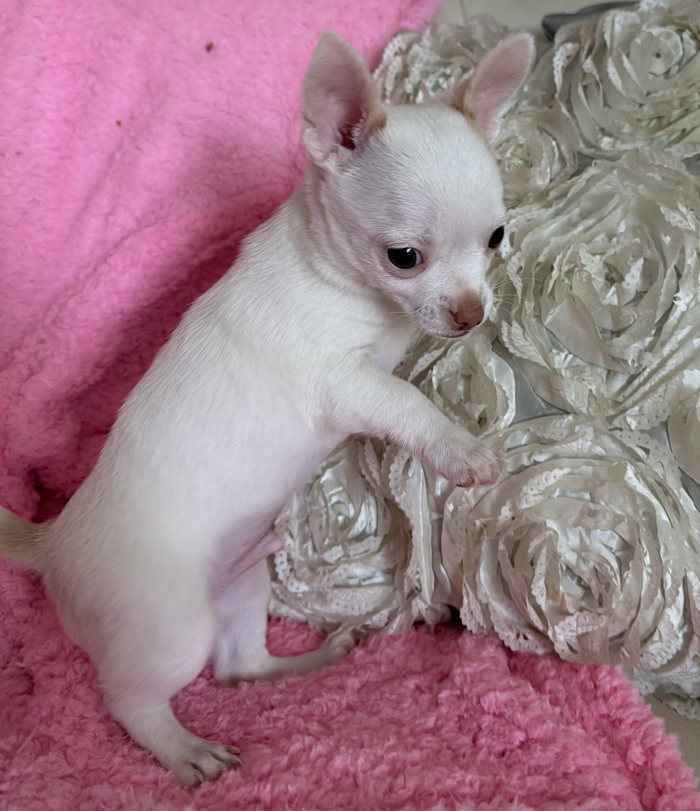Cute Chihuahua puppy image 2