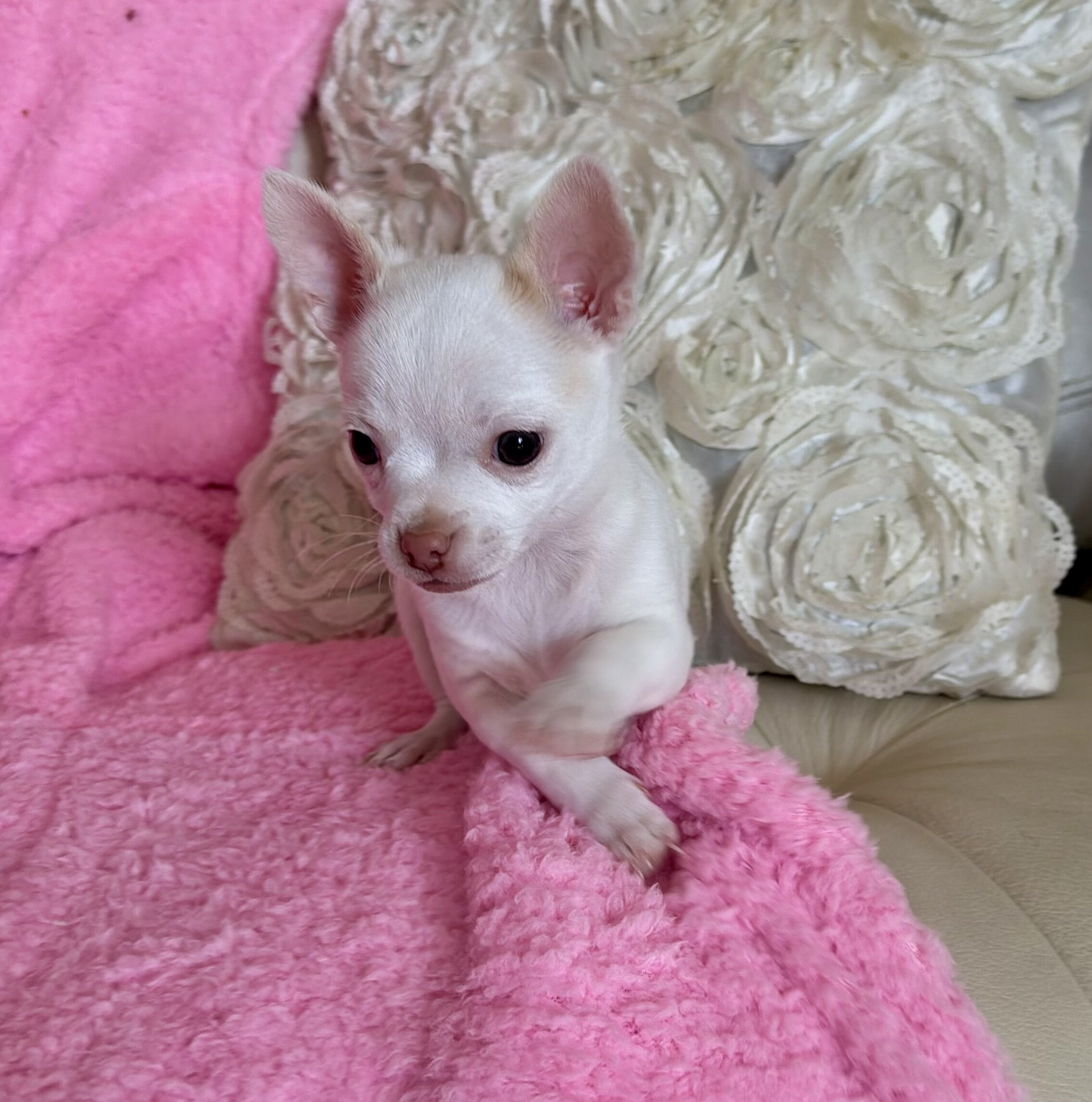 Cute Chihuahua puppy image 1