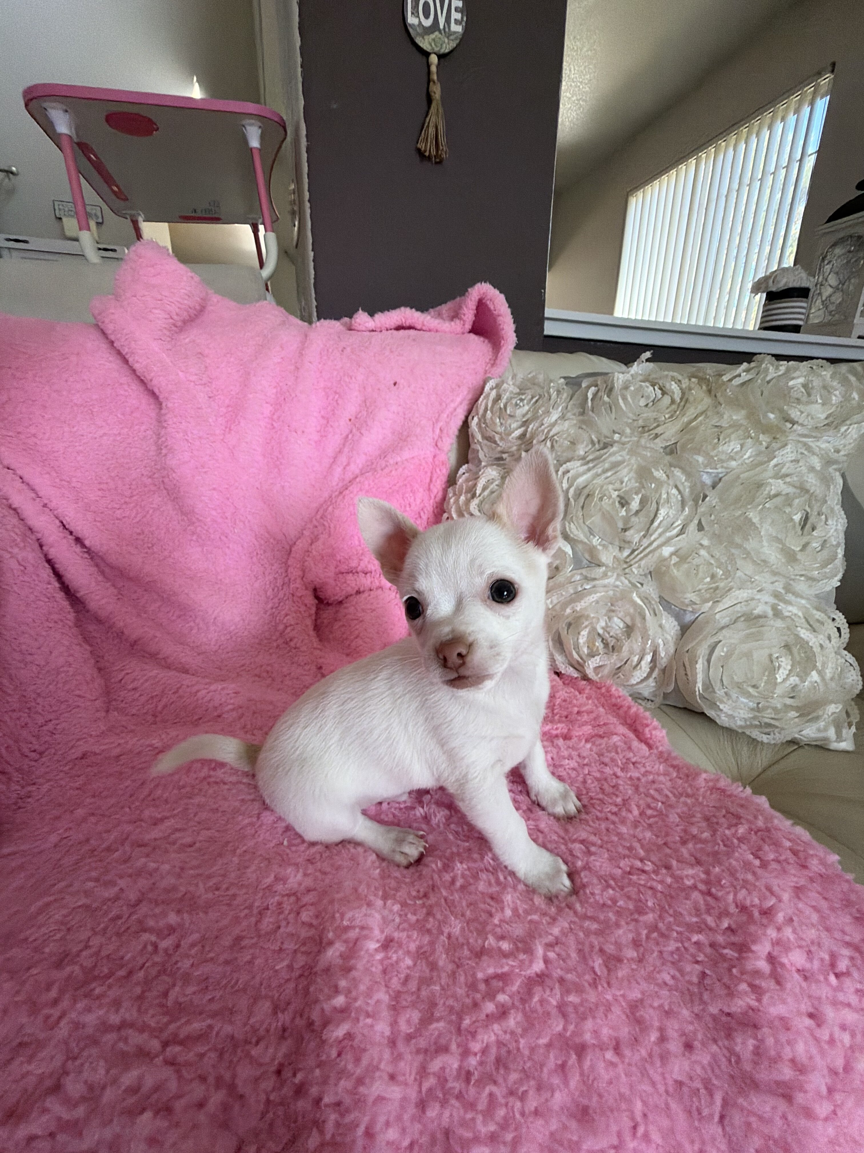 Cute Chihuahua puppy image 5