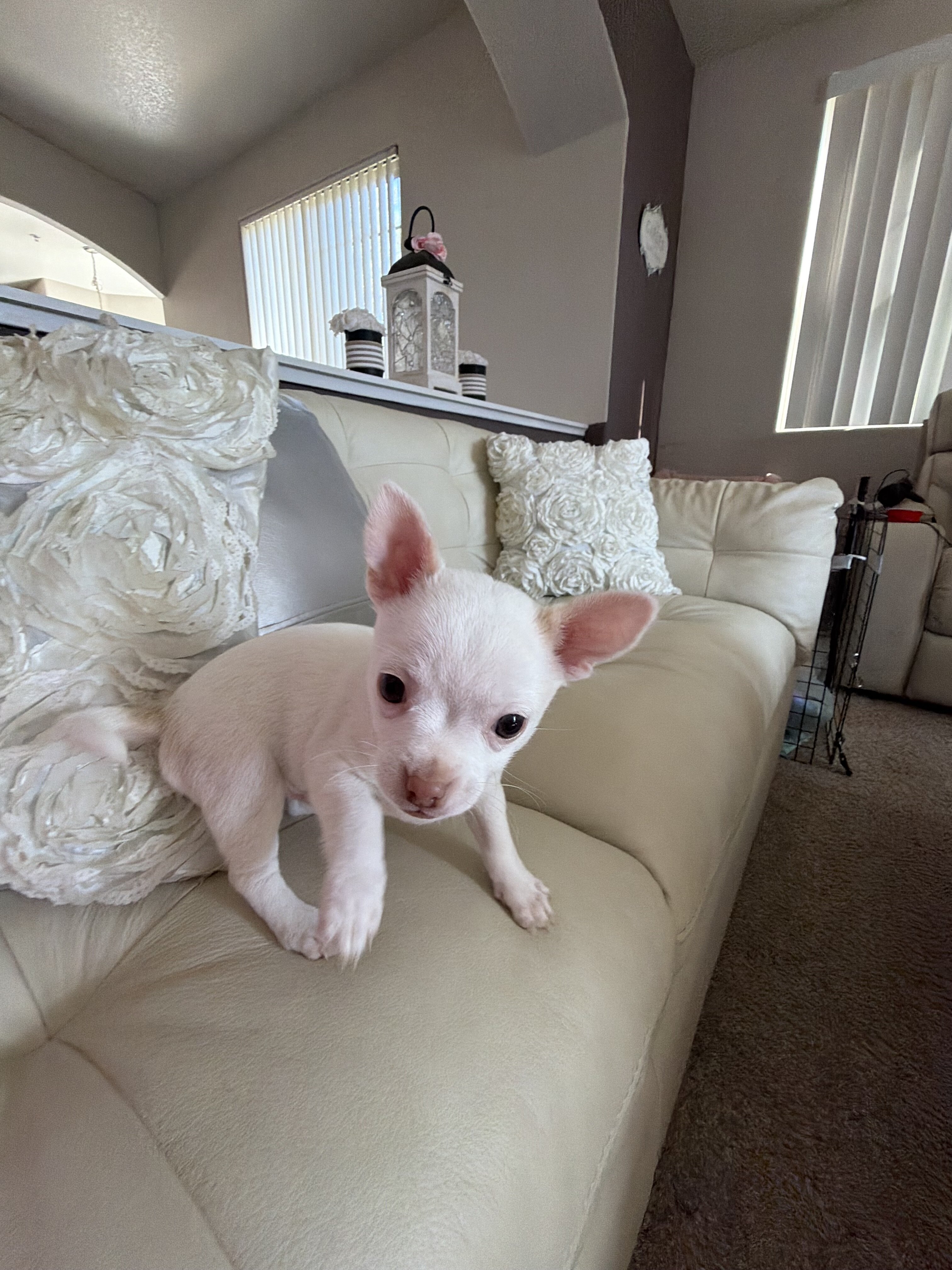 Cute Chihuahua puppy image 4