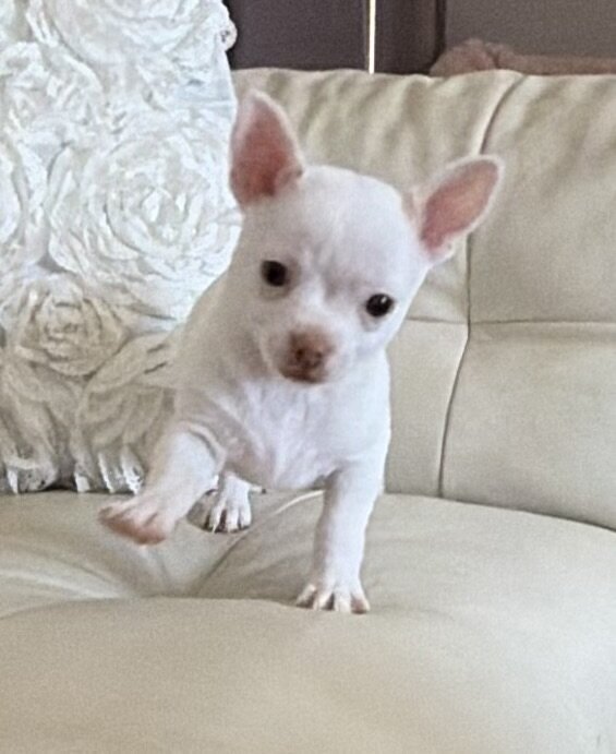 Cute Chihuahua puppy image 3