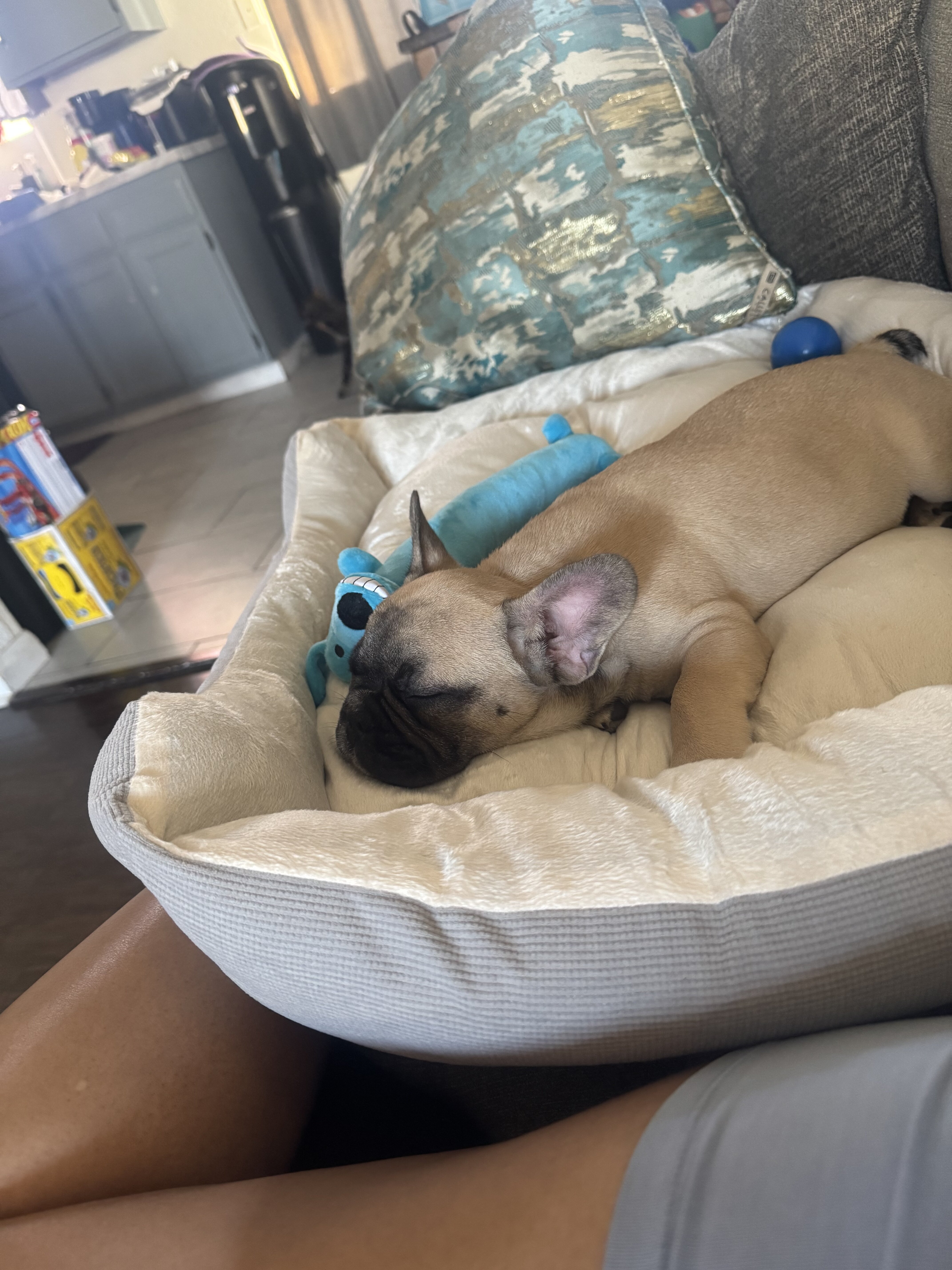 French bulldog image 3