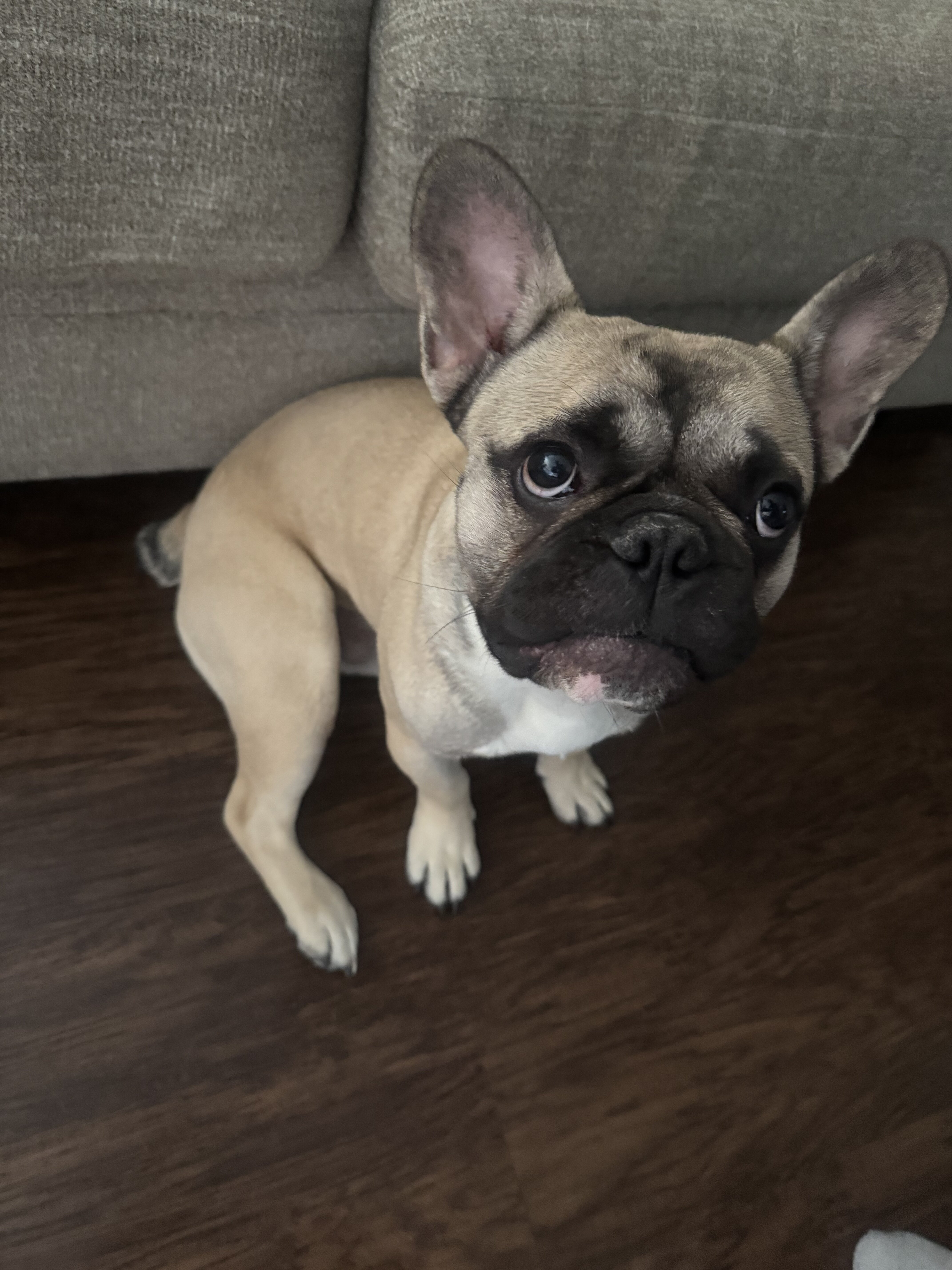 French bulldog image 4