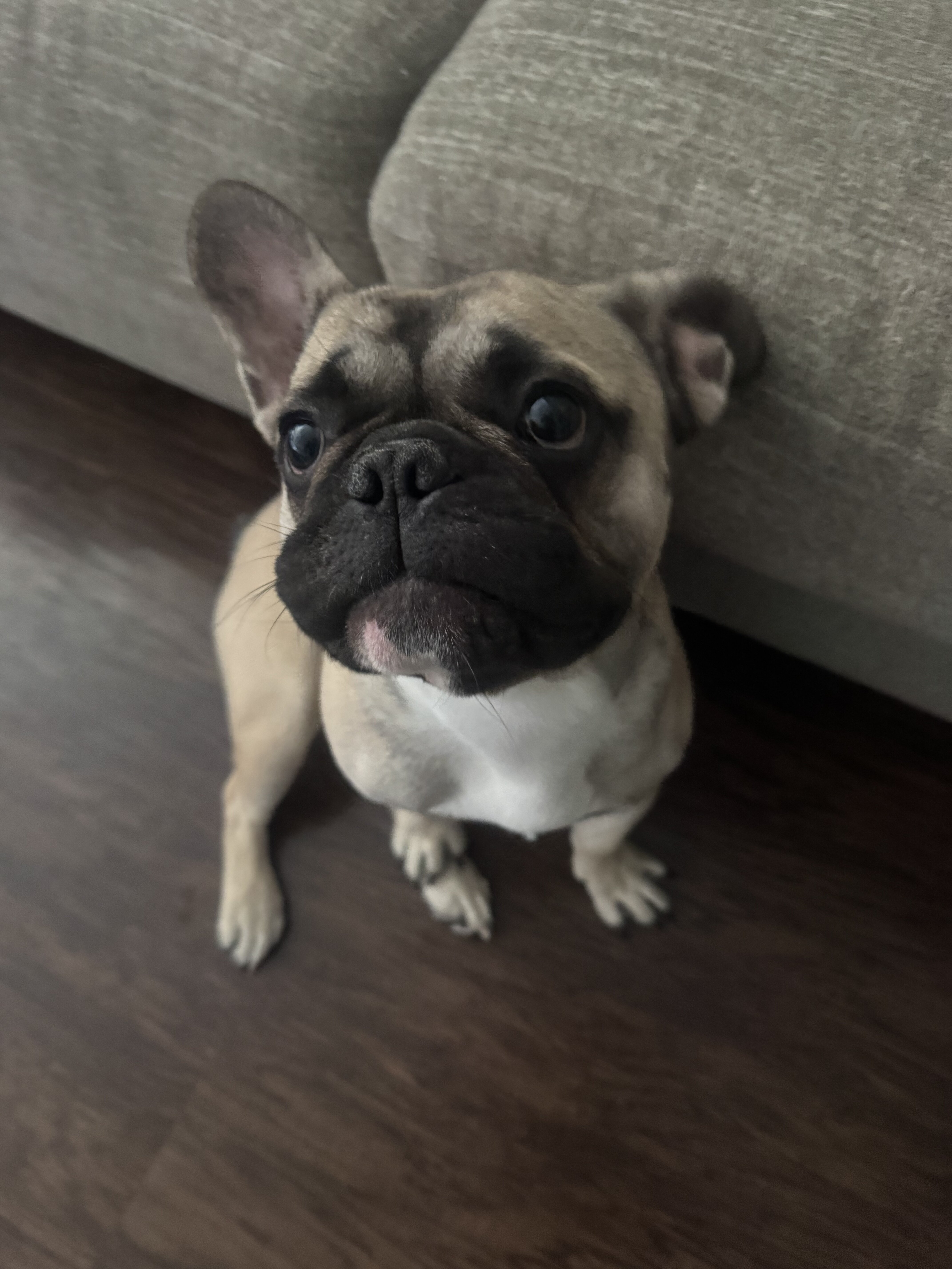 French bulldog image 2