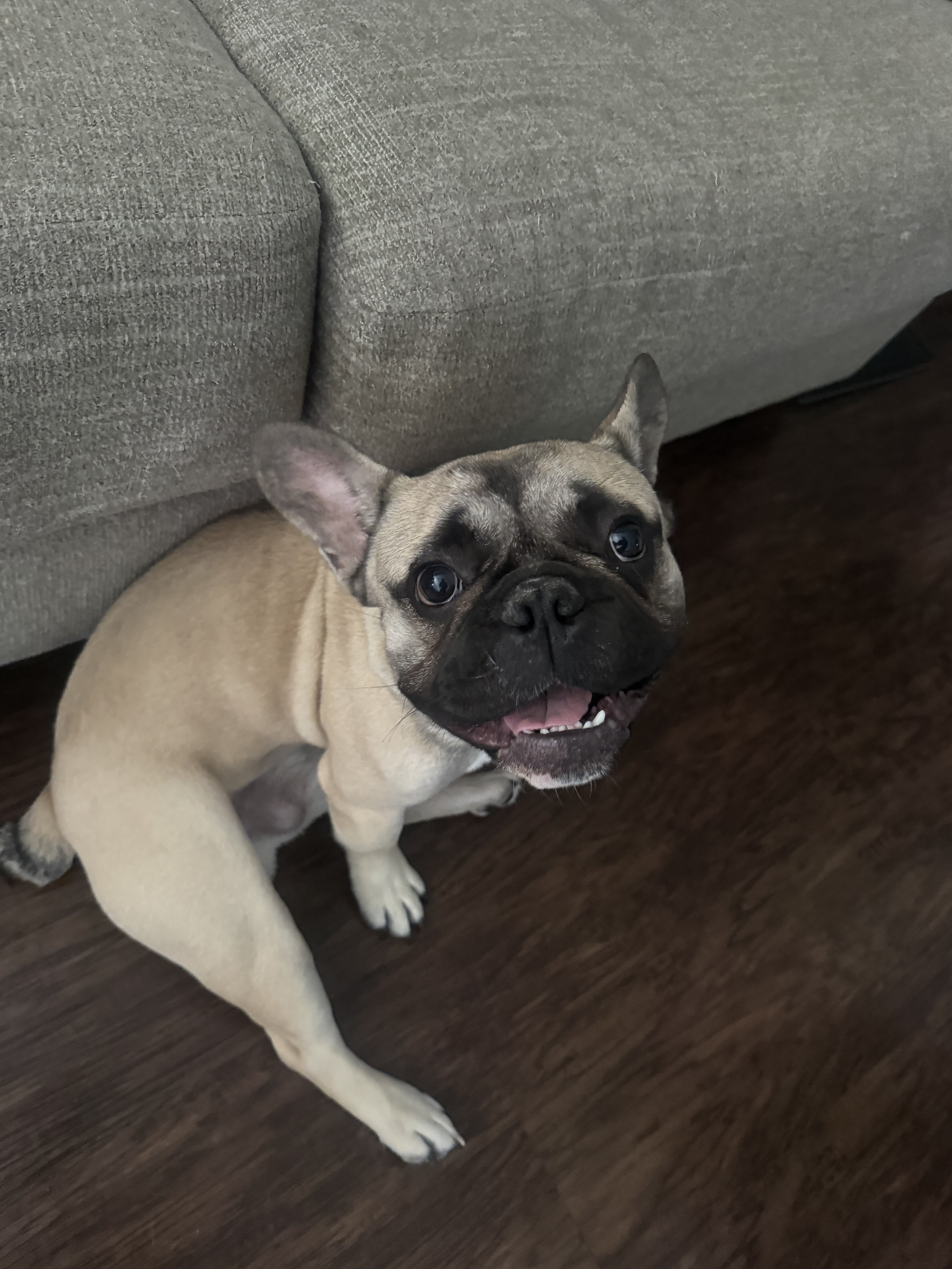 French bulldog image 1