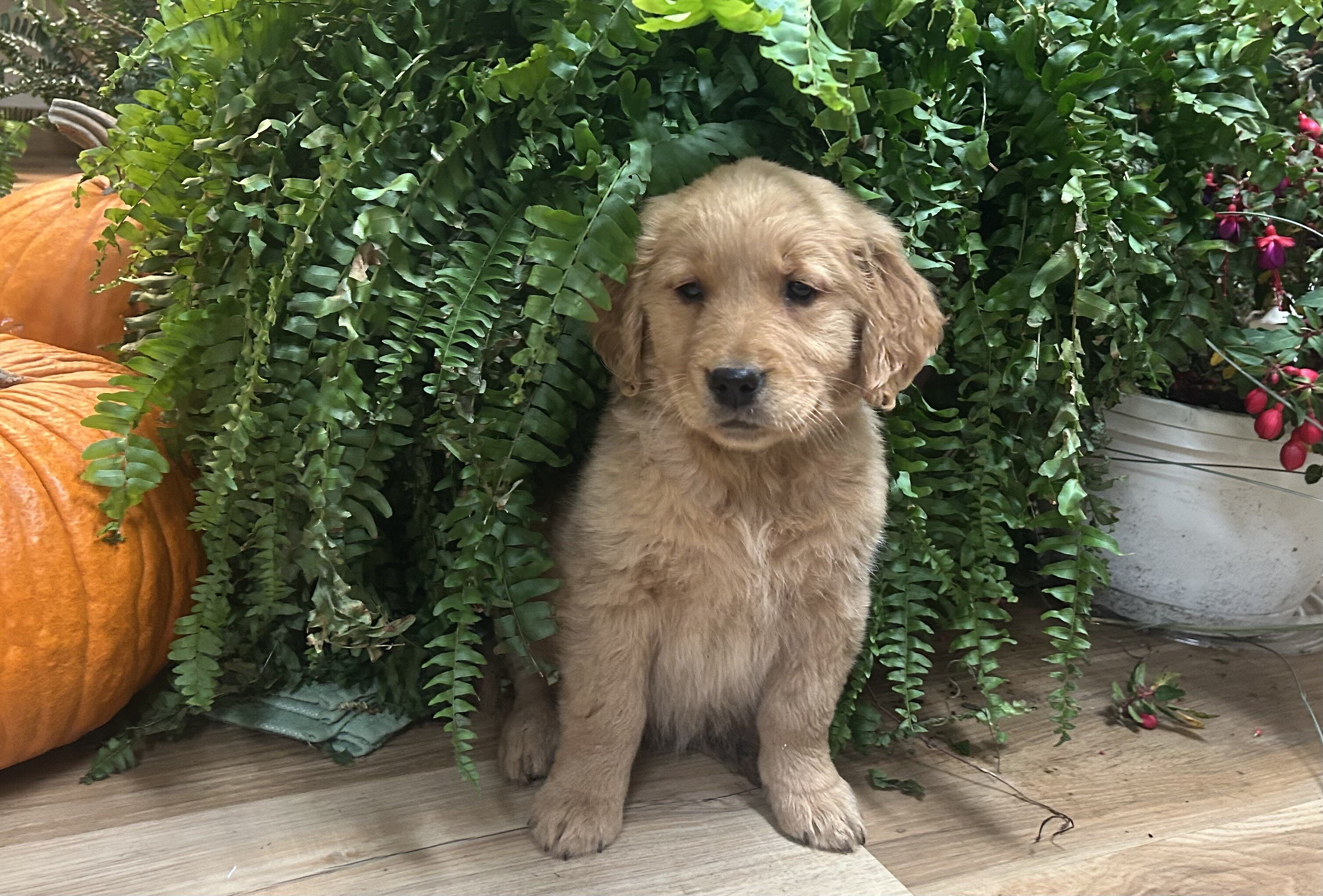 Golden Retriever Female Puppy image 1