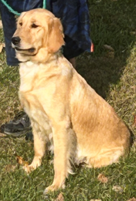 Golden Retriever Female Puppy image 3