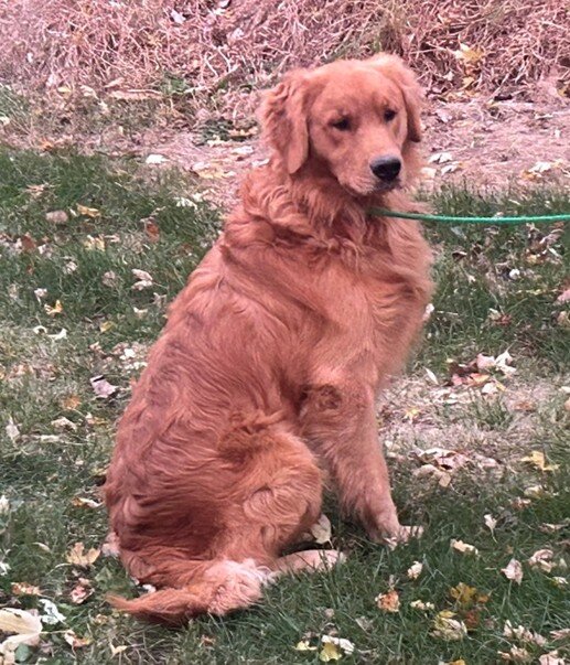 Golden Retriever Female Puppy image 2