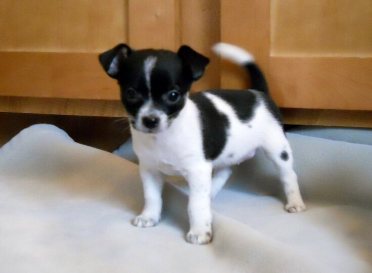 Puppies image 1