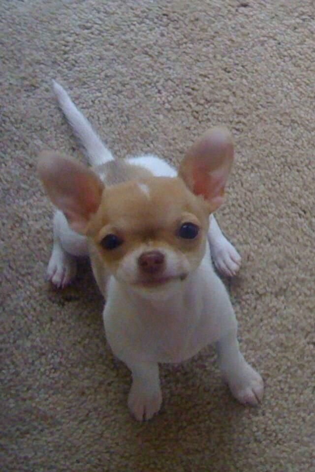 Puppies image 2